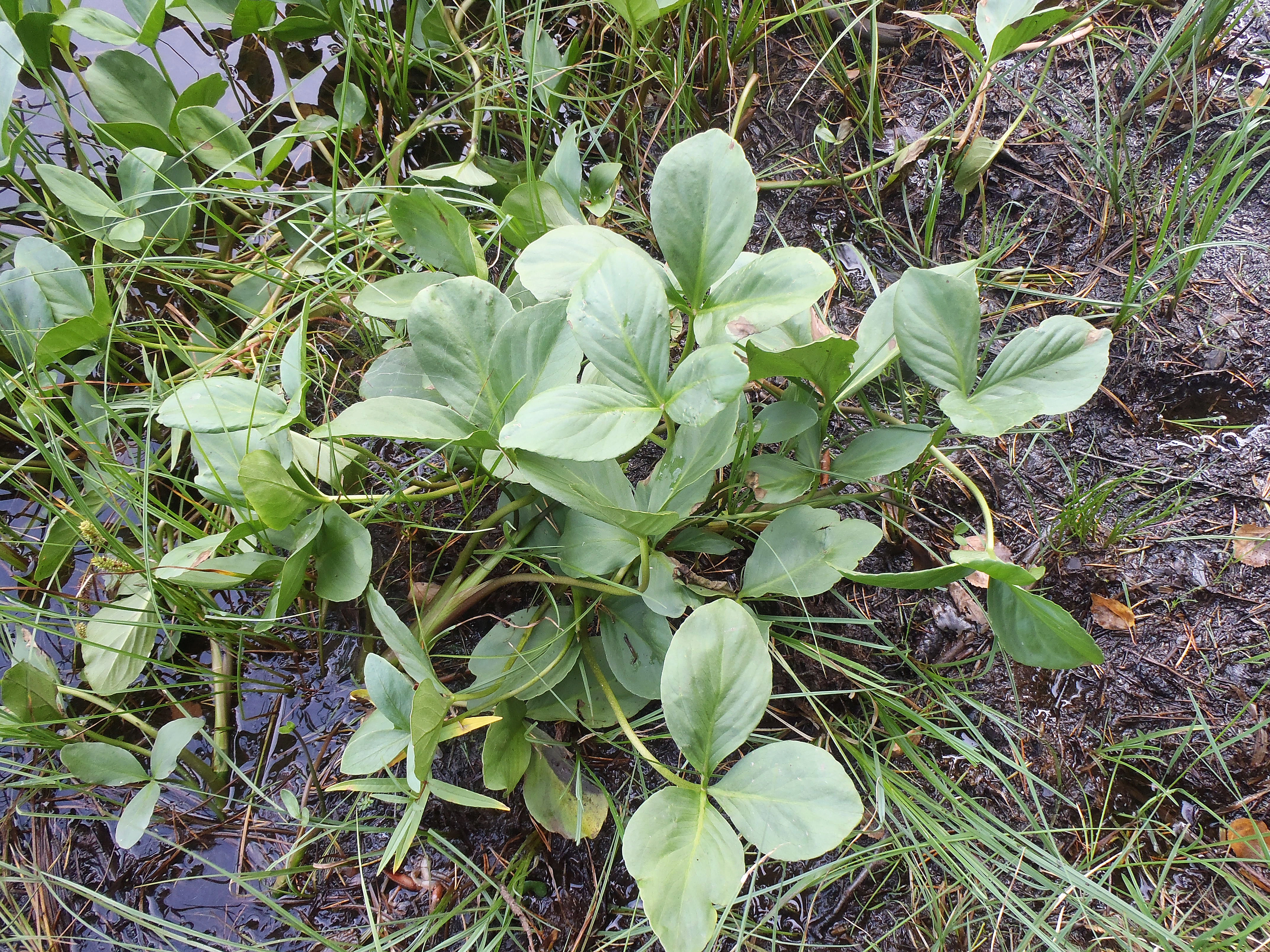 : Menyanthes trifoliata.