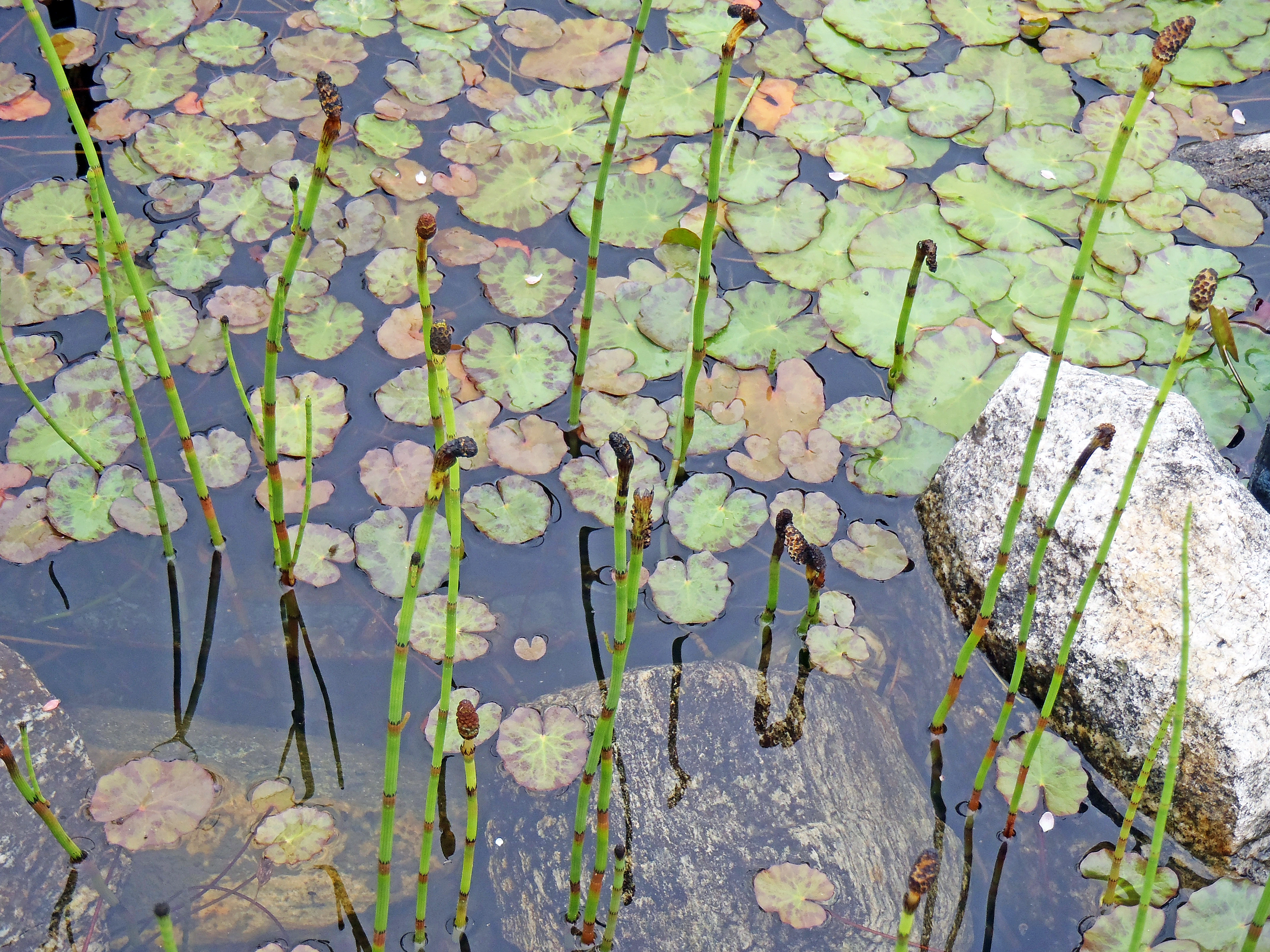 : Nymphoides peltata.