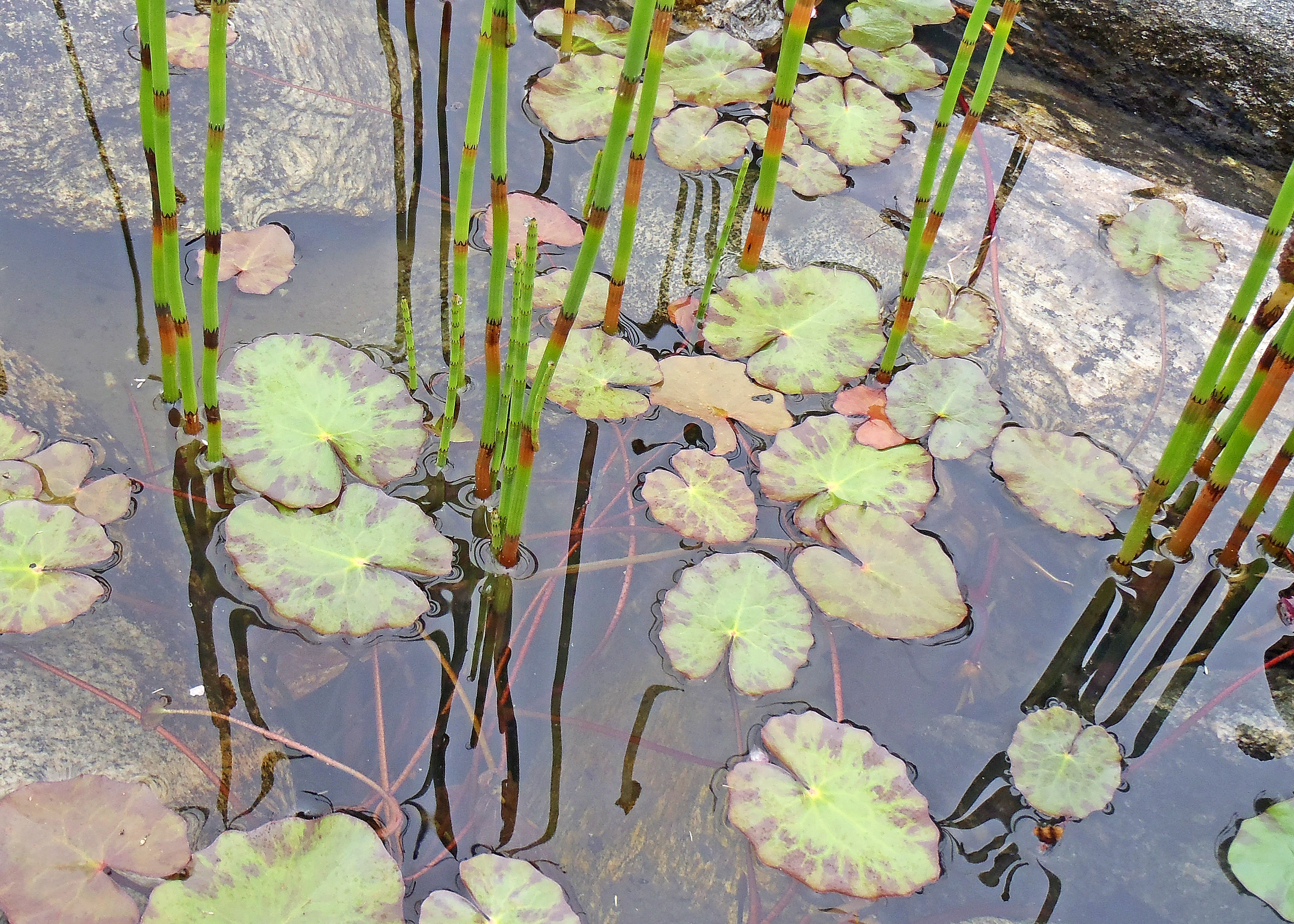 : Nymphoides peltata.