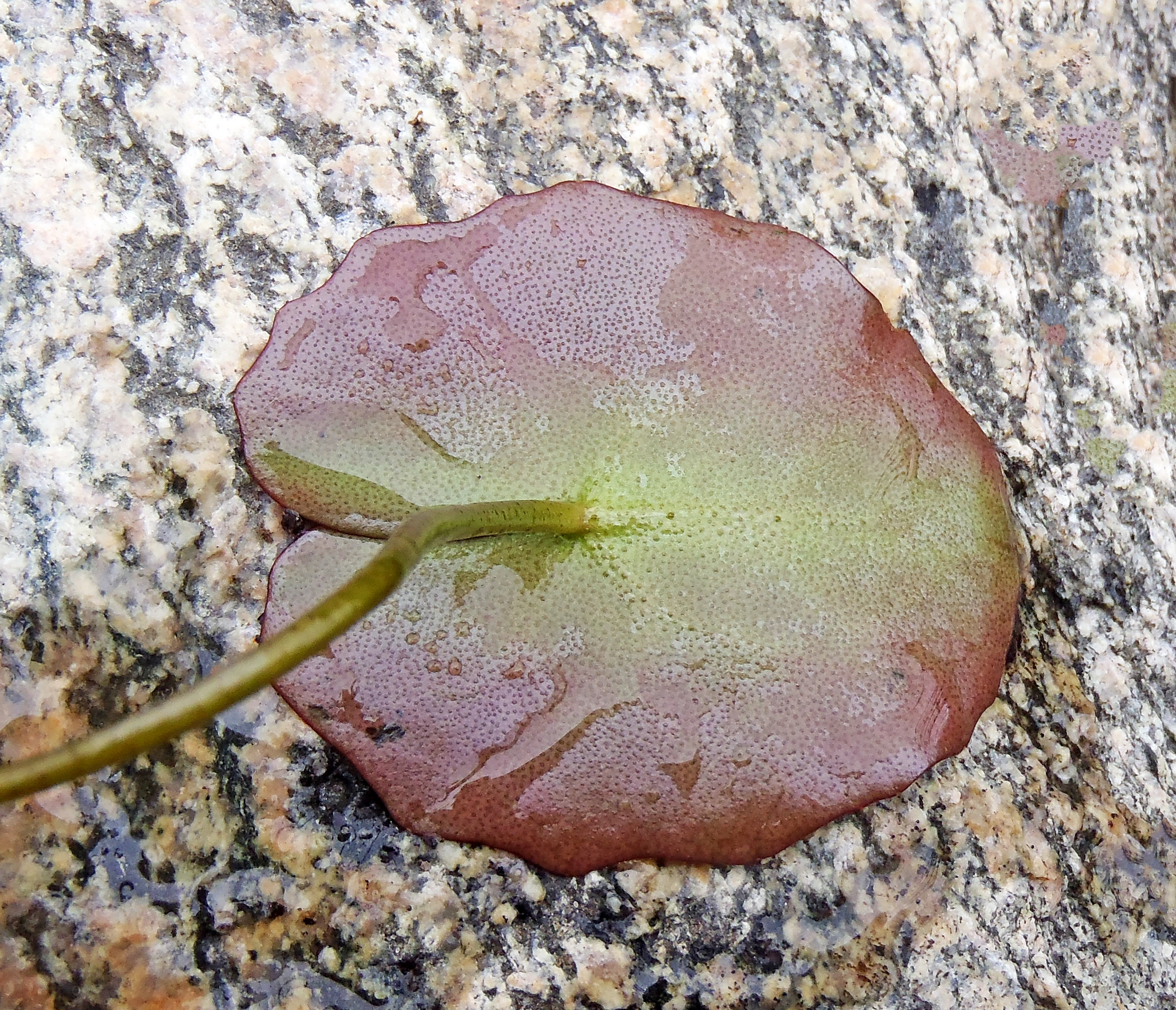 : Nymphoides peltata.