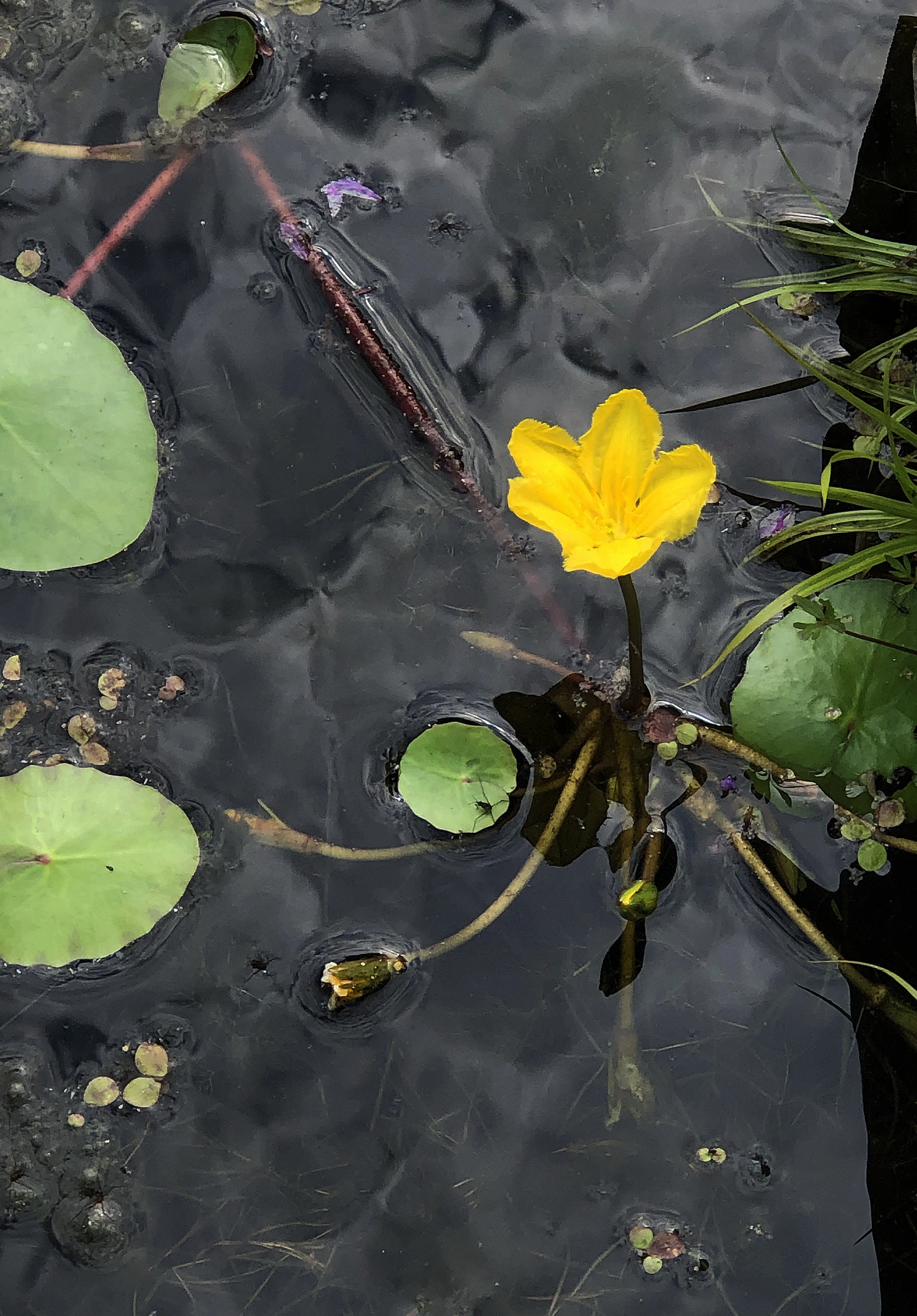 : Nymphoides peltata.