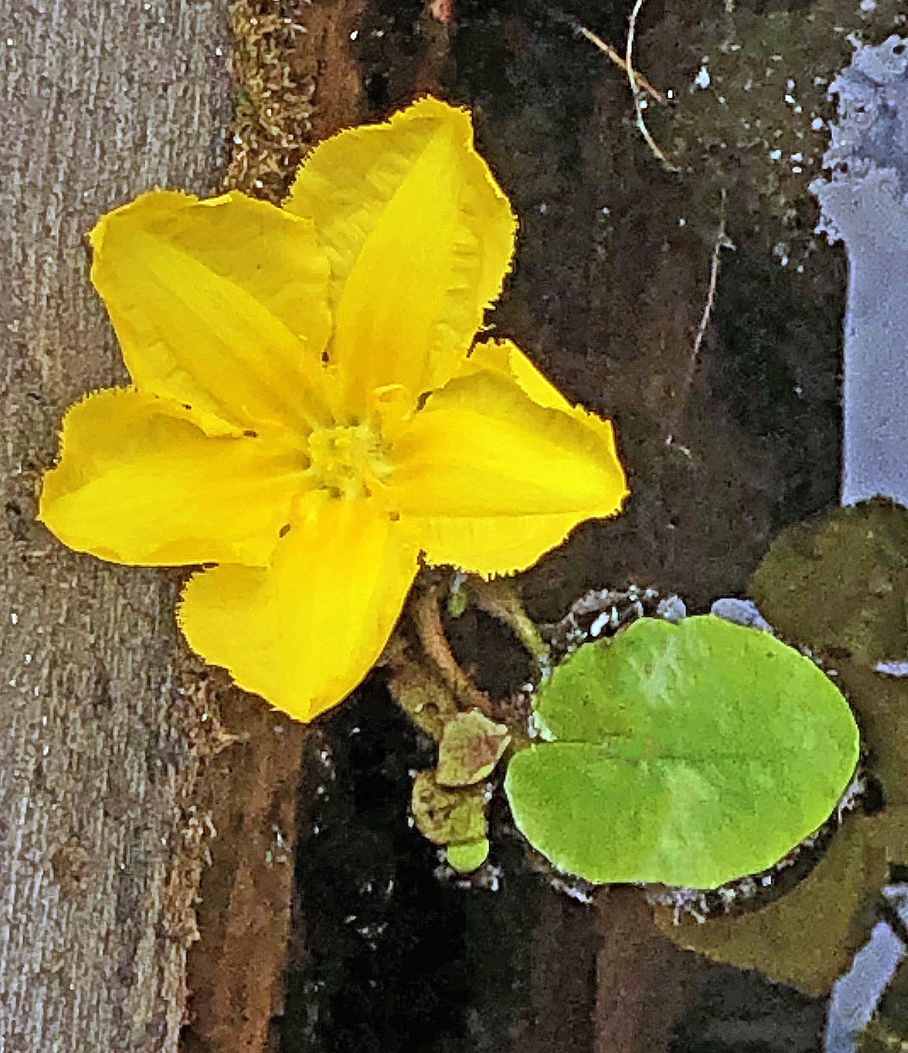 : Nymphoides peltata.