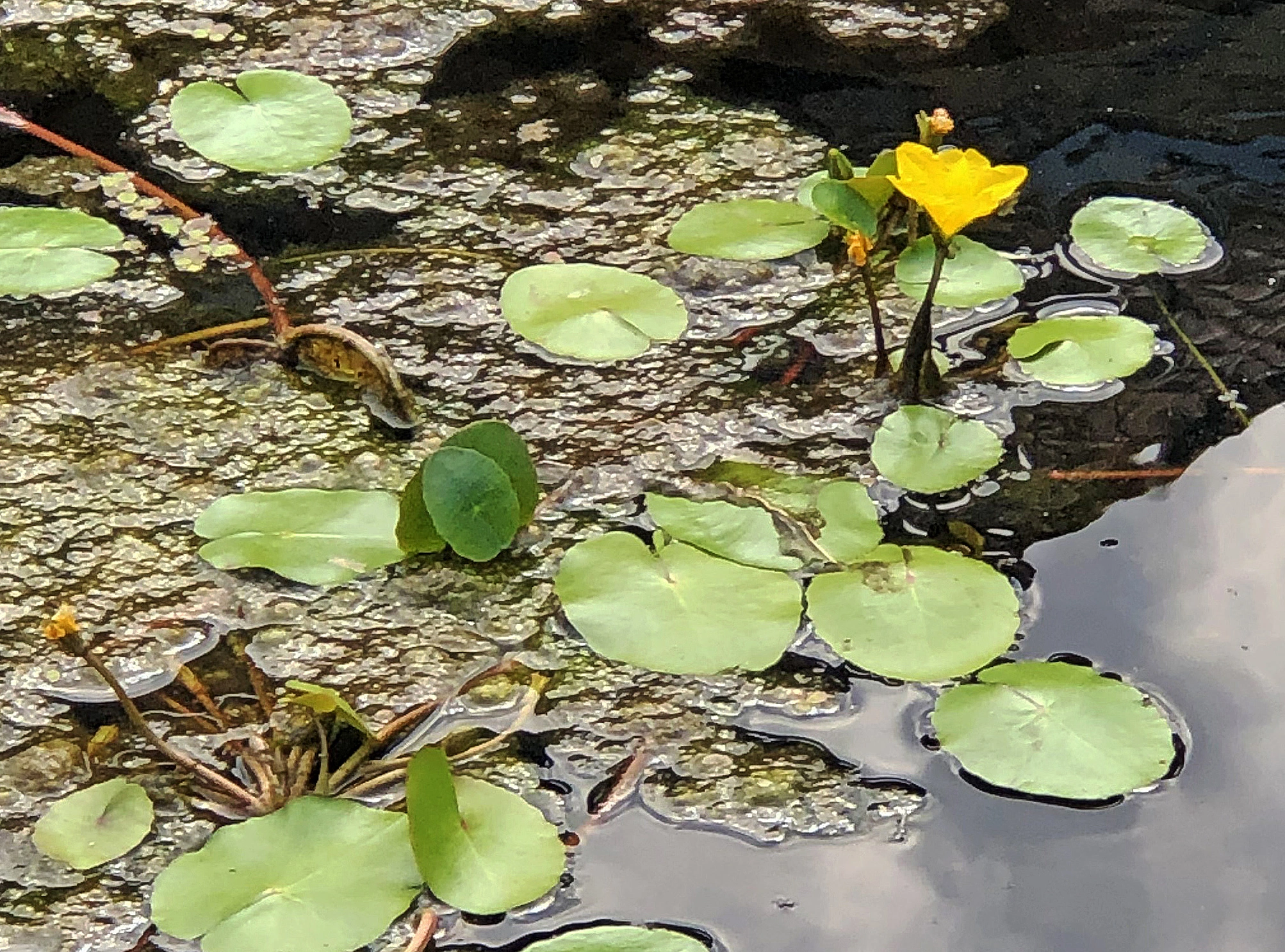 : Nymphoides peltata.