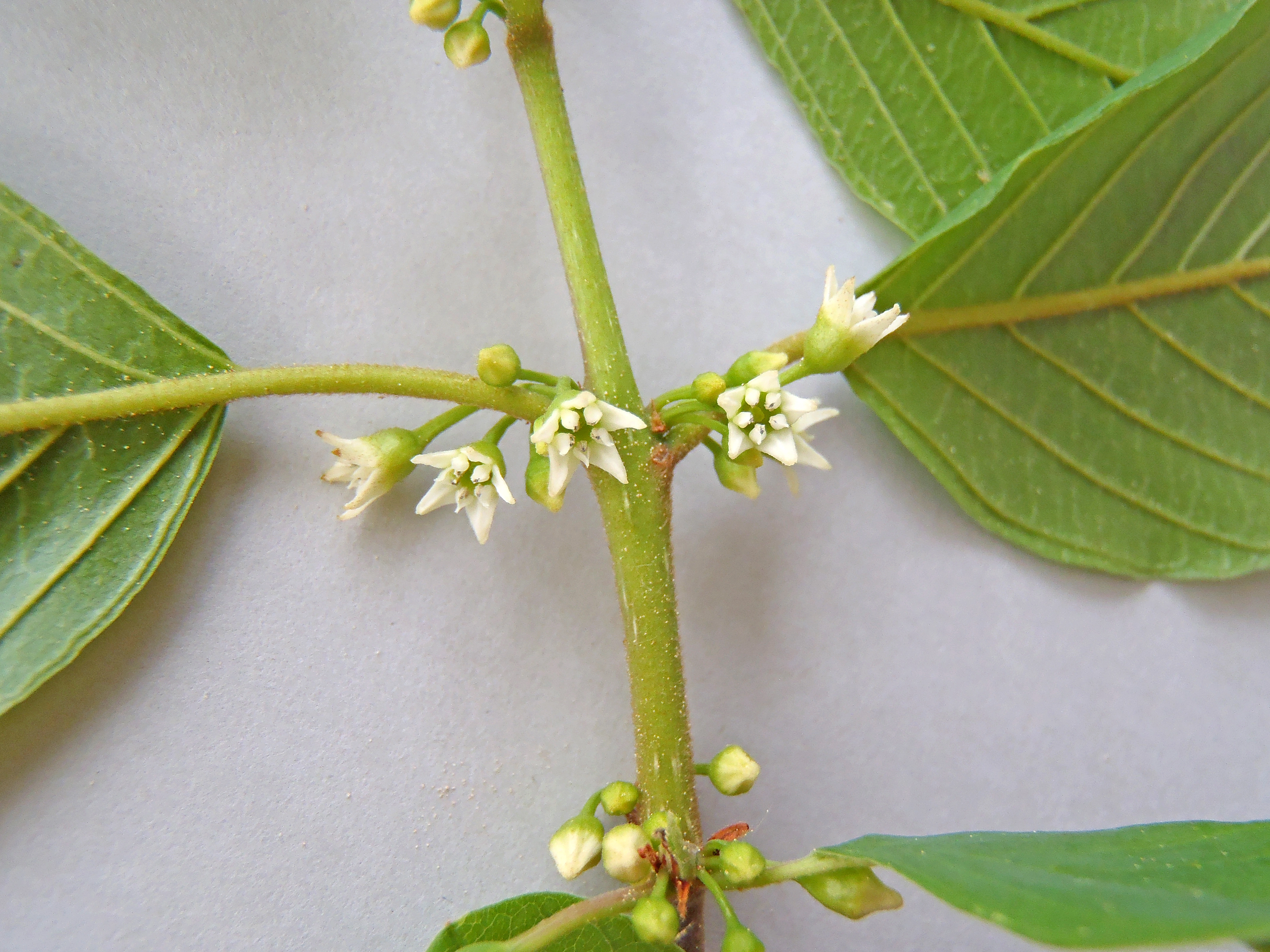 : Frangula alnus.