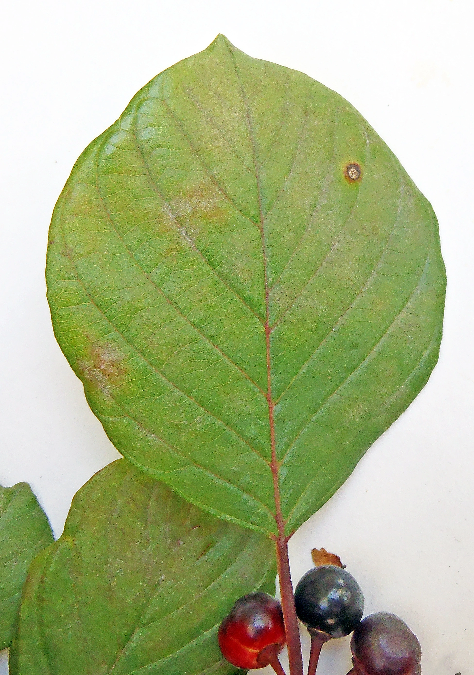 : Frangula alnus.