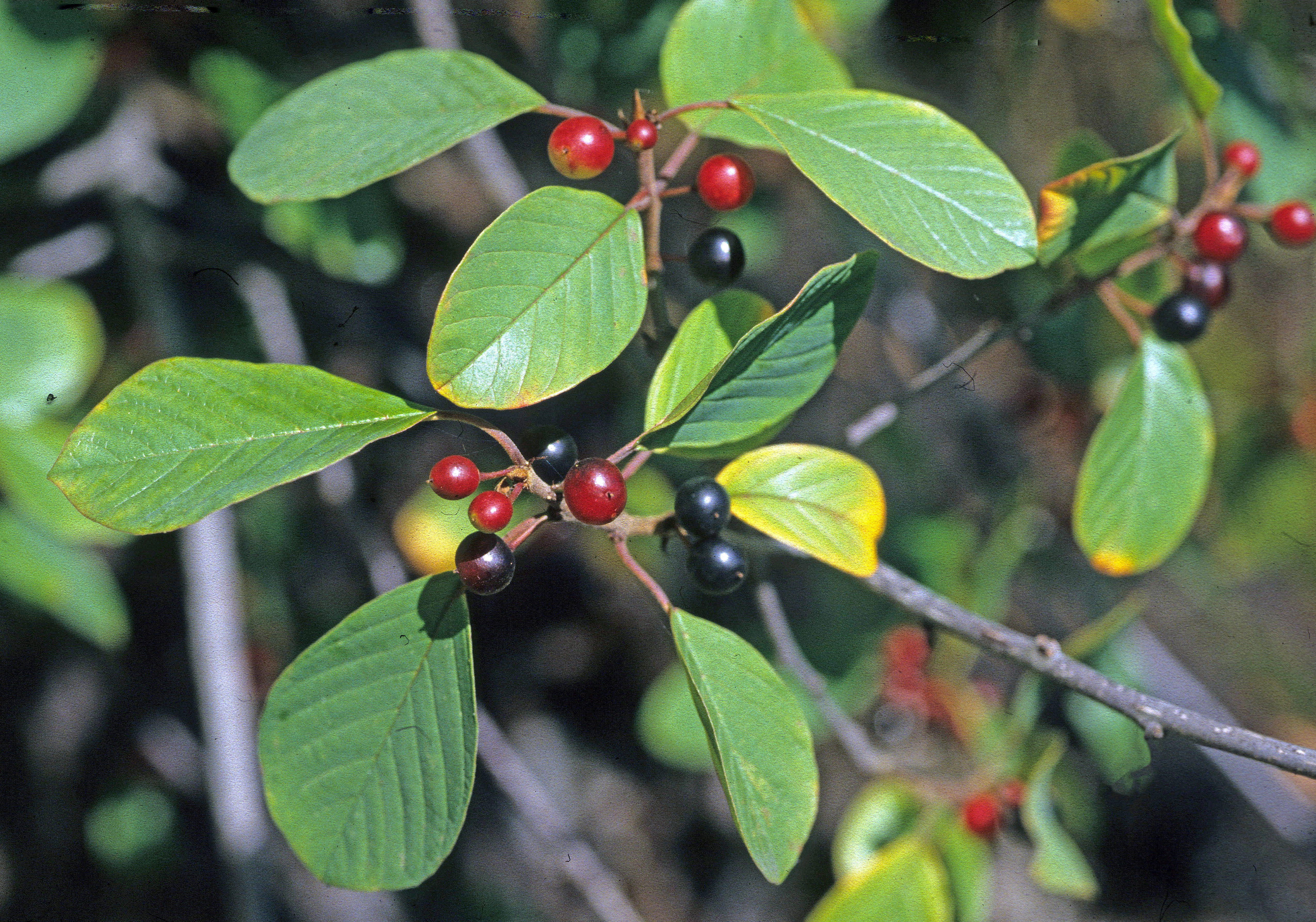 : Frangula alnus.