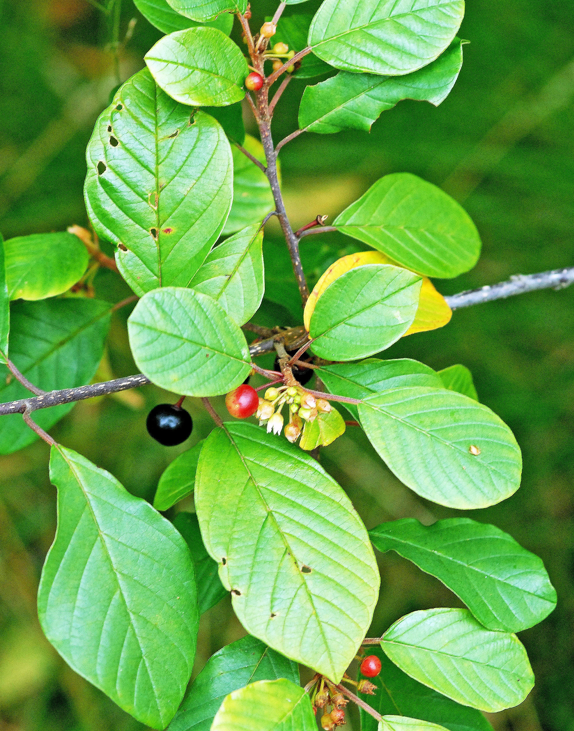 : Frangula alnus.