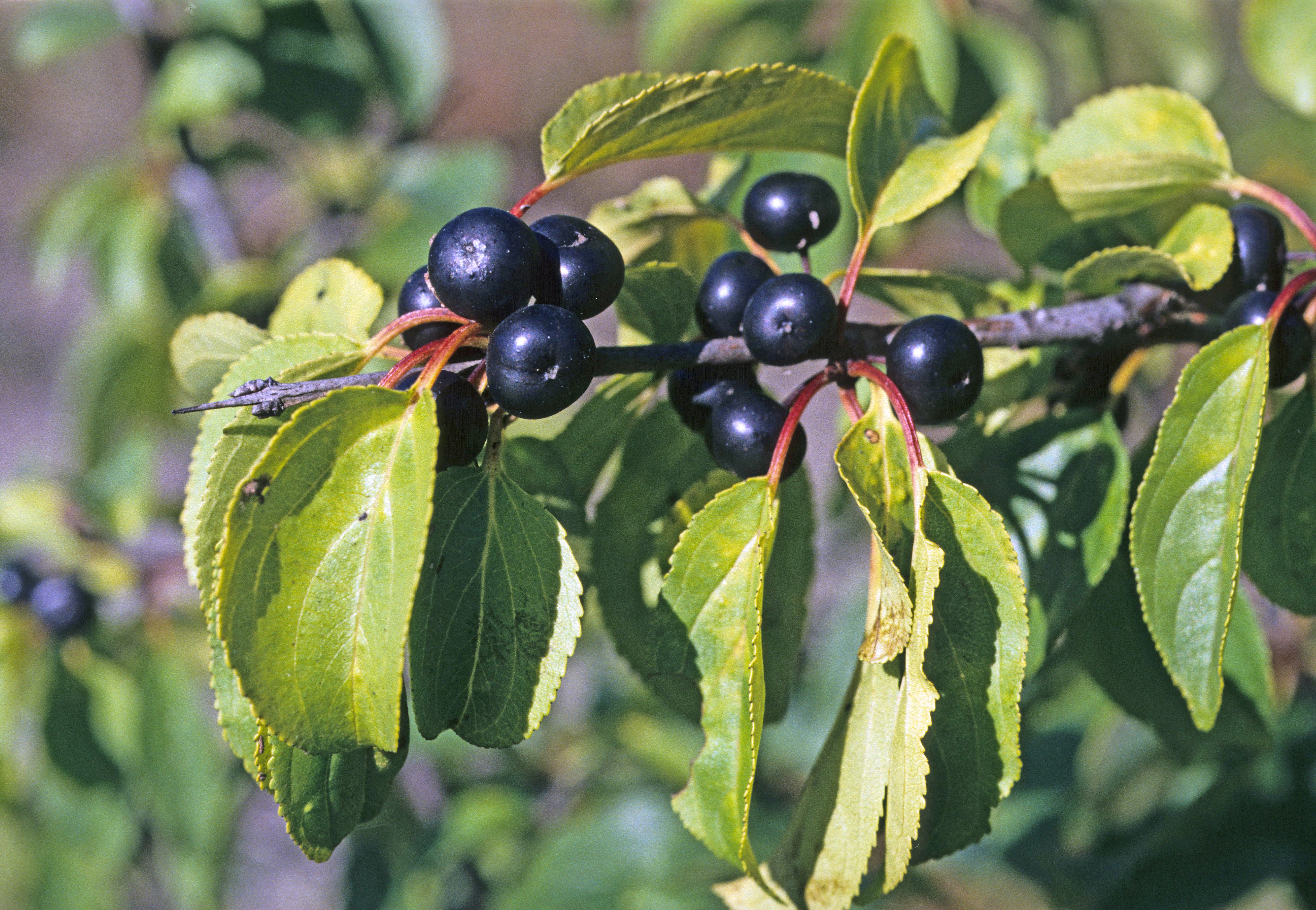 : Rhamnus cathartica.