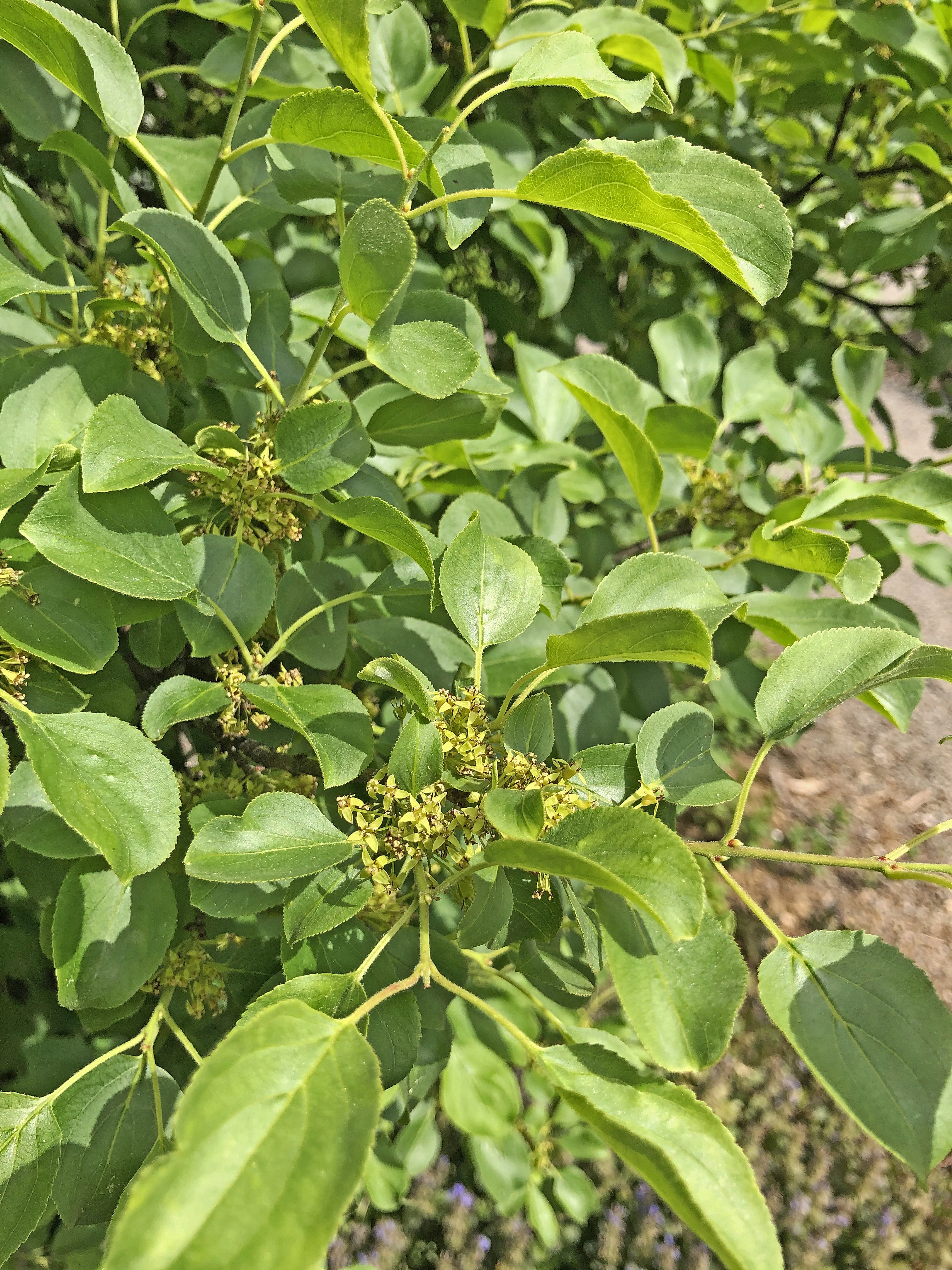 : Rhamnus cathartica.