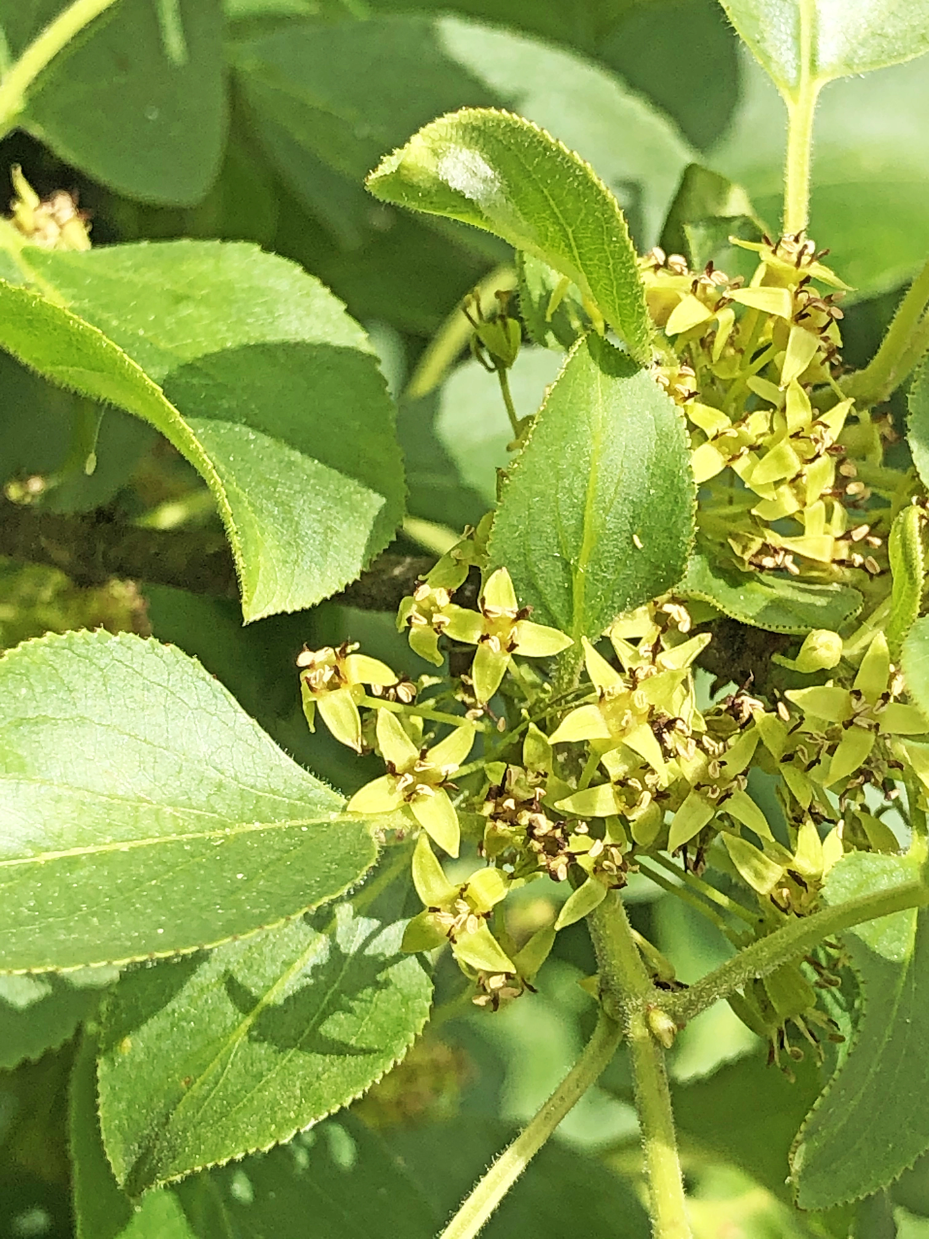 : Rhamnus cathartica.