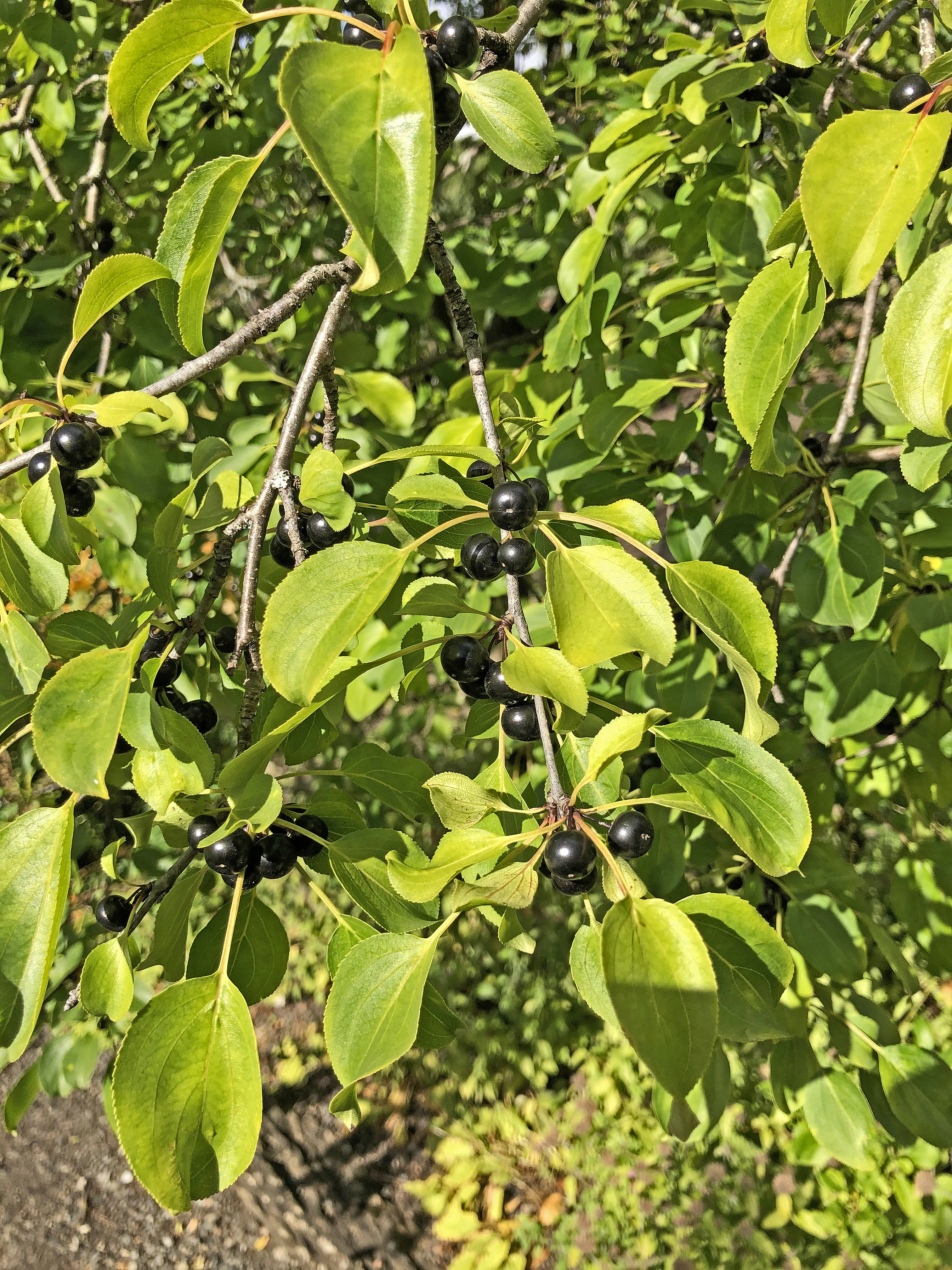 : Rhamnus cathartica.