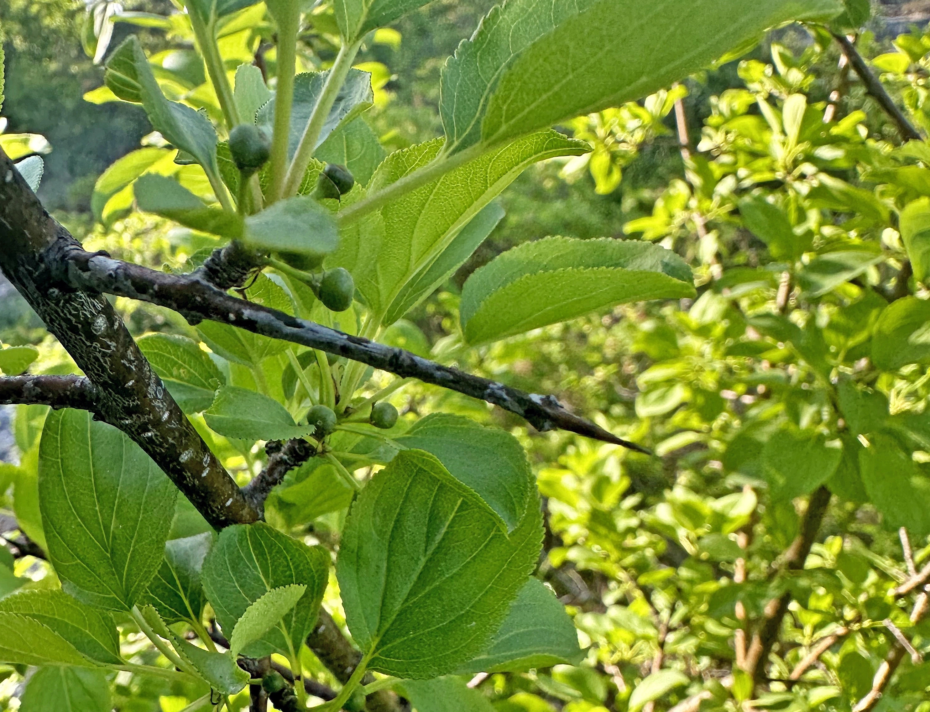 : Rhamnus cathartica.