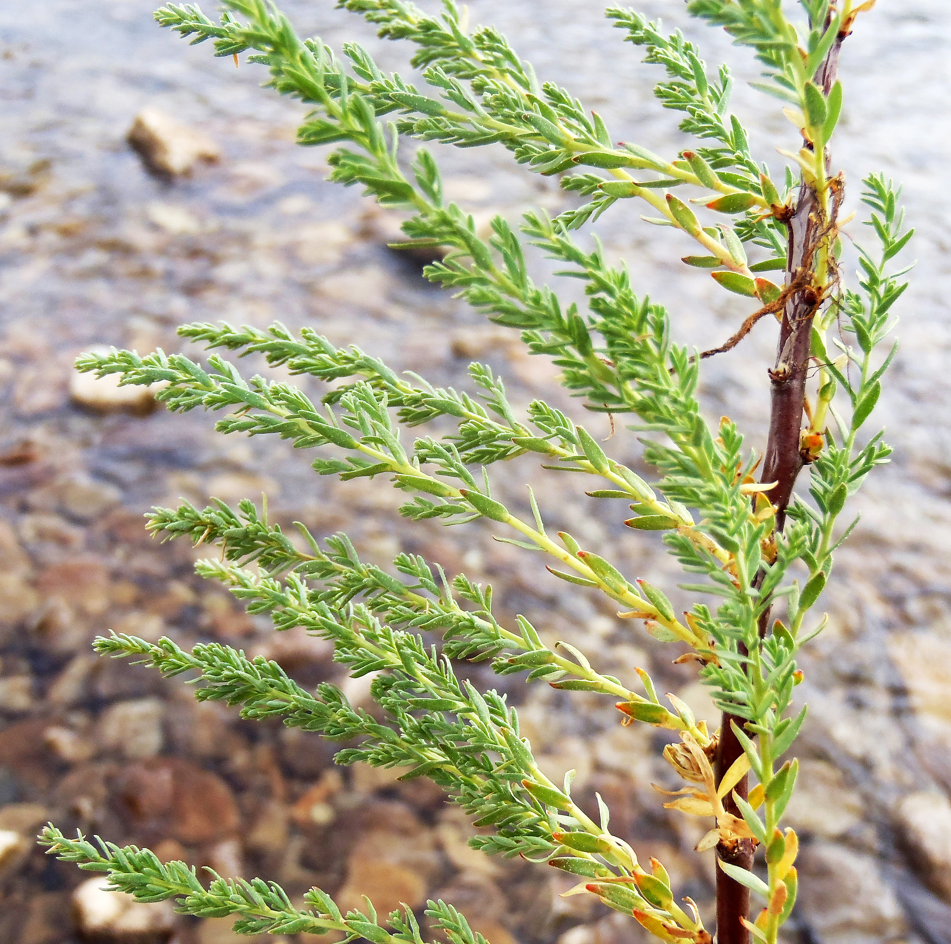 : Myricaria germanica.