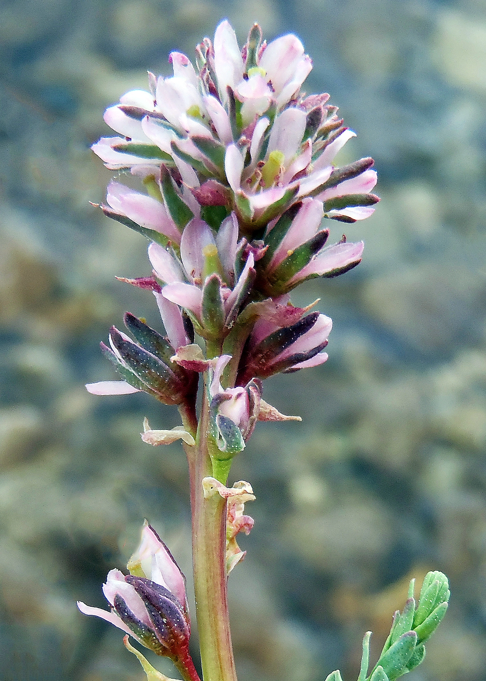 : Myricaria germanica.