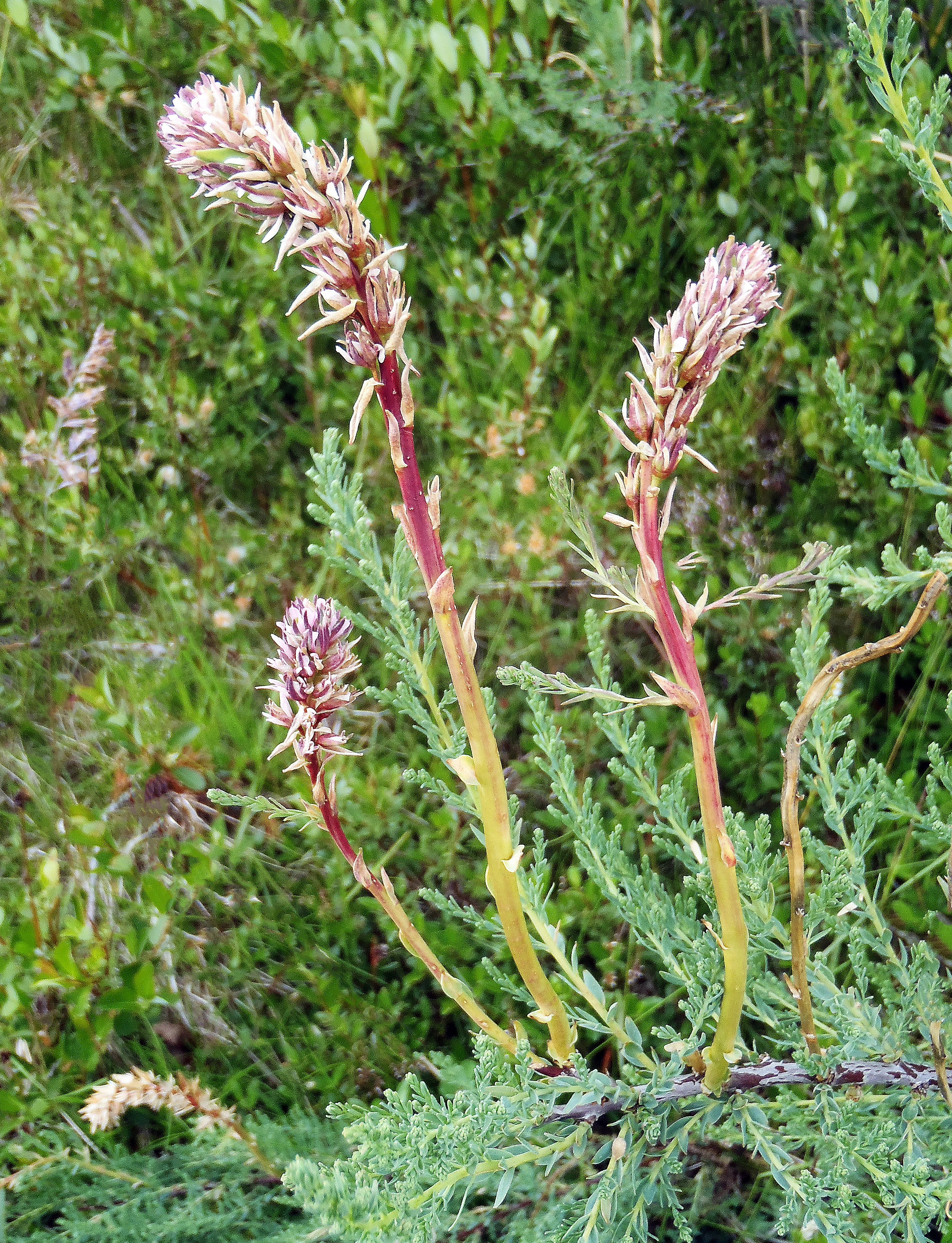 : Myricaria germanica.