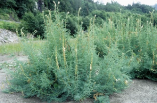 tamariskfamilien
