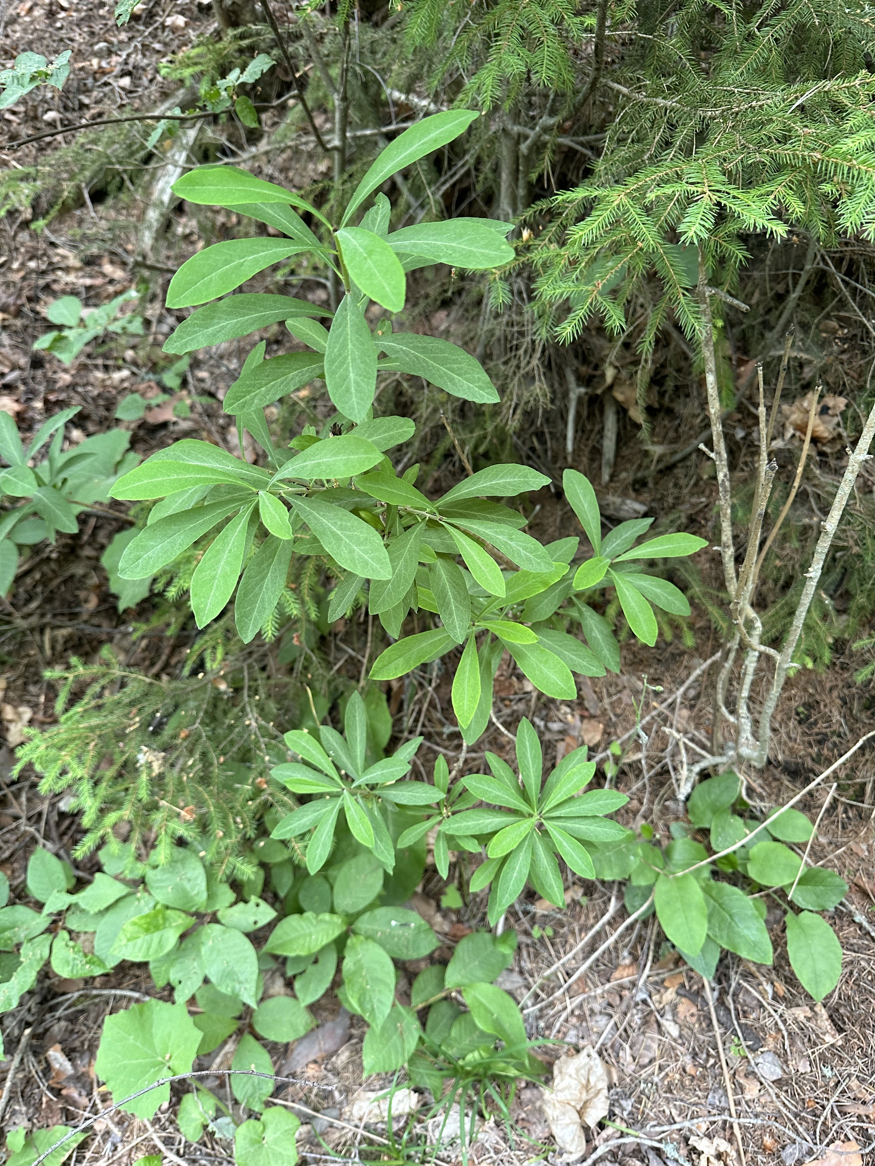 : Daphne mezereum.