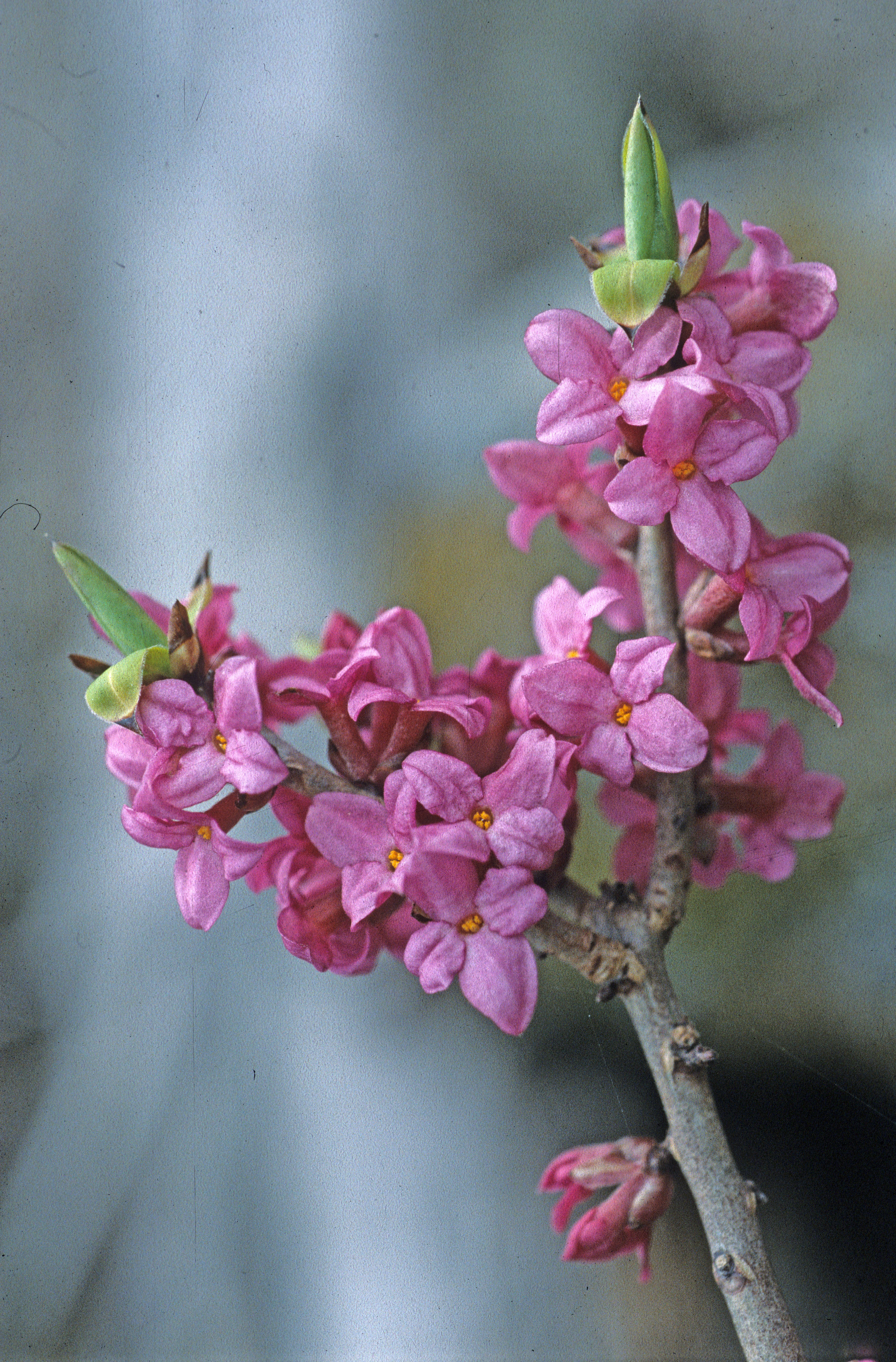 : Daphne mezereum.