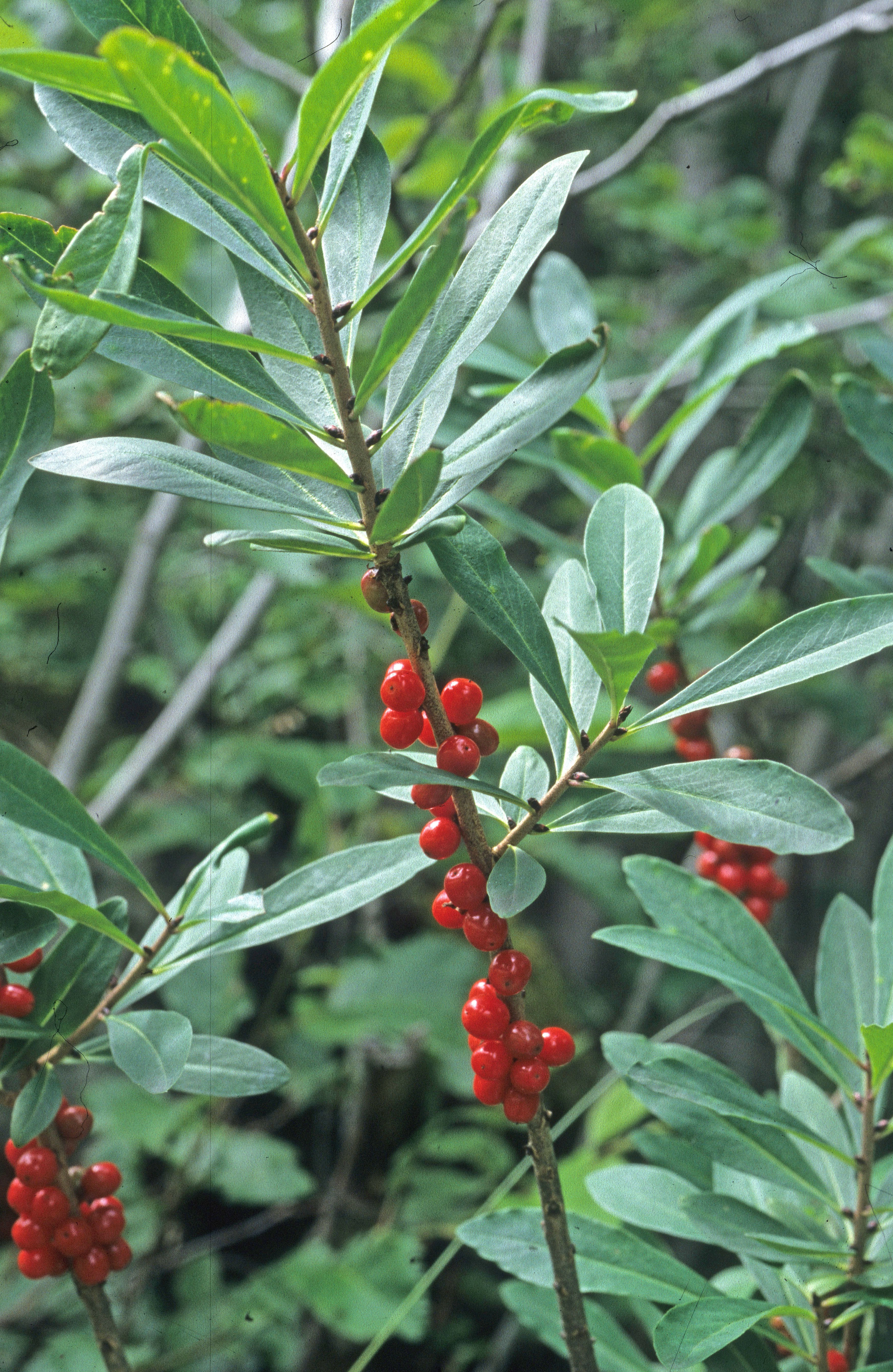 : Daphne mezereum.