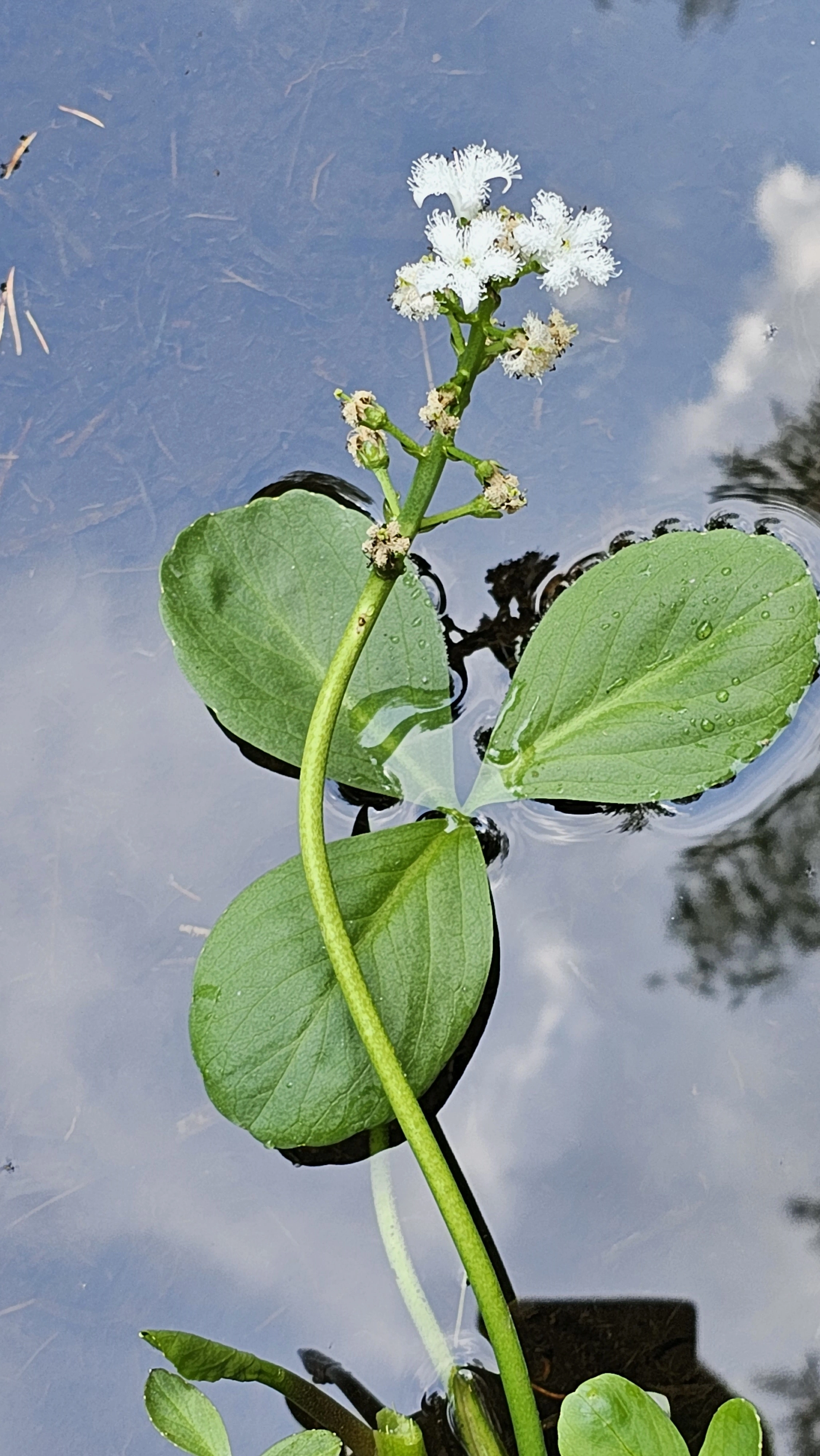 : Menyanthes trifoliata.