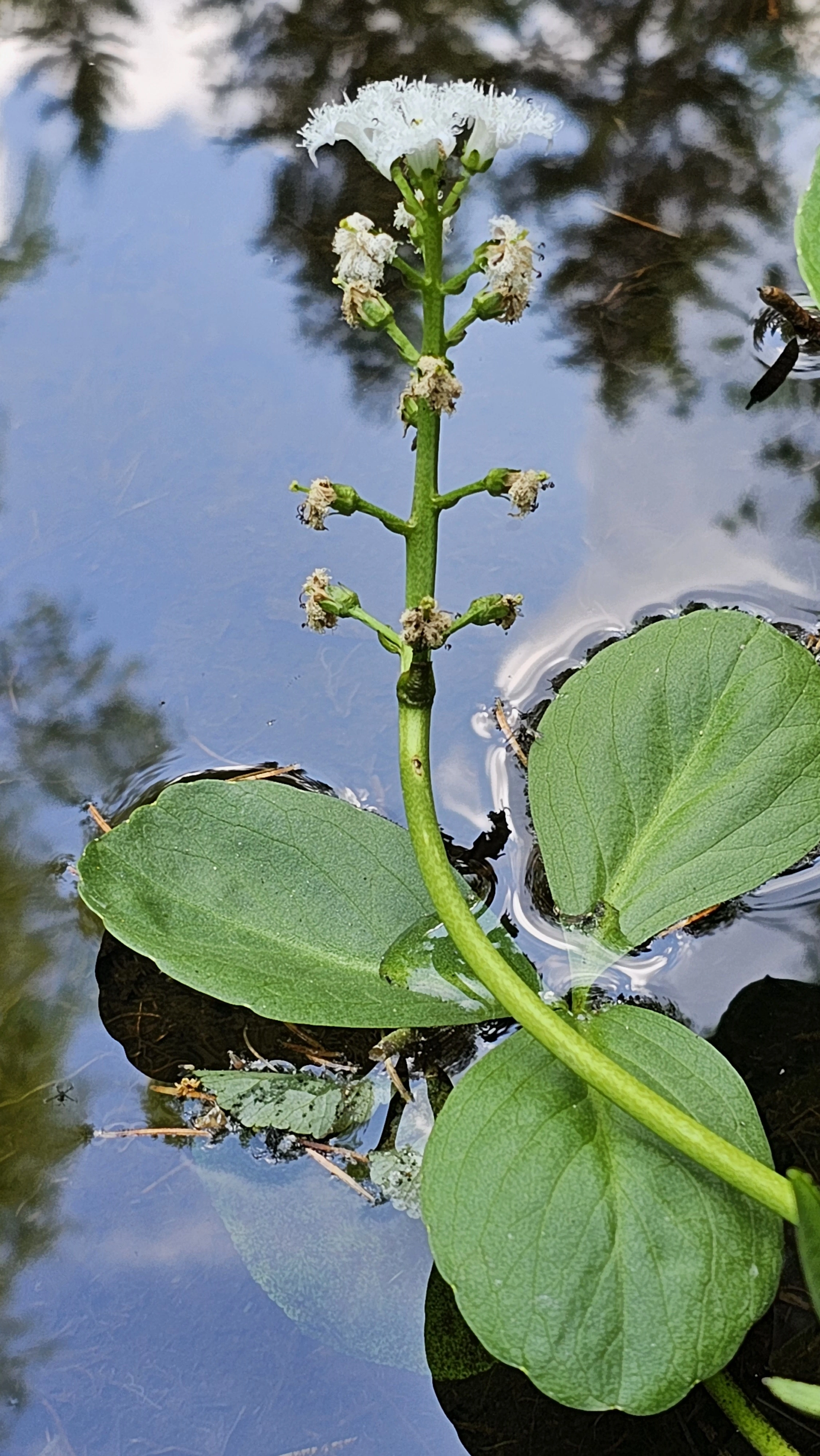 : Menyanthes trifoliata.