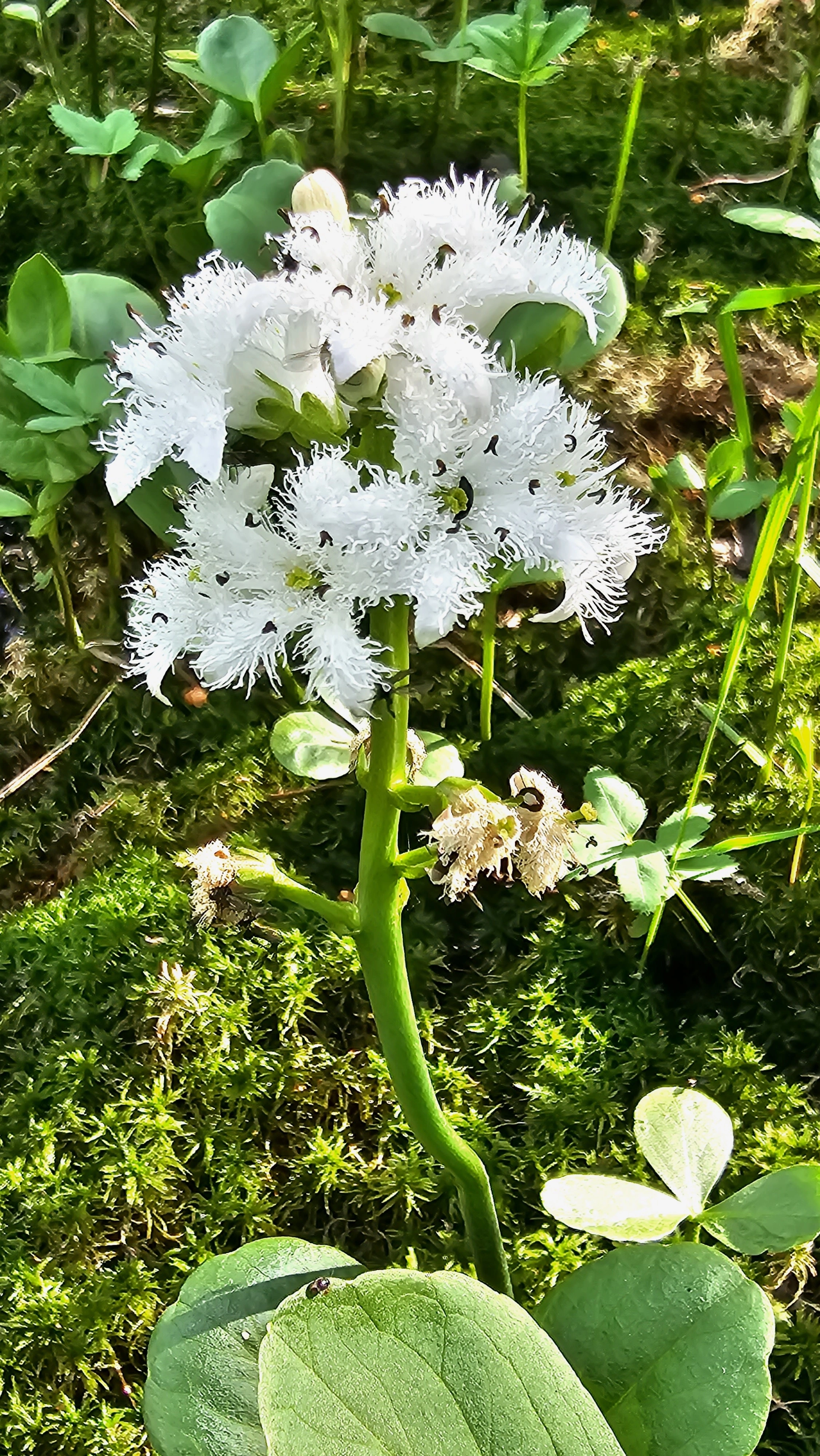 : Menyanthes trifoliata.