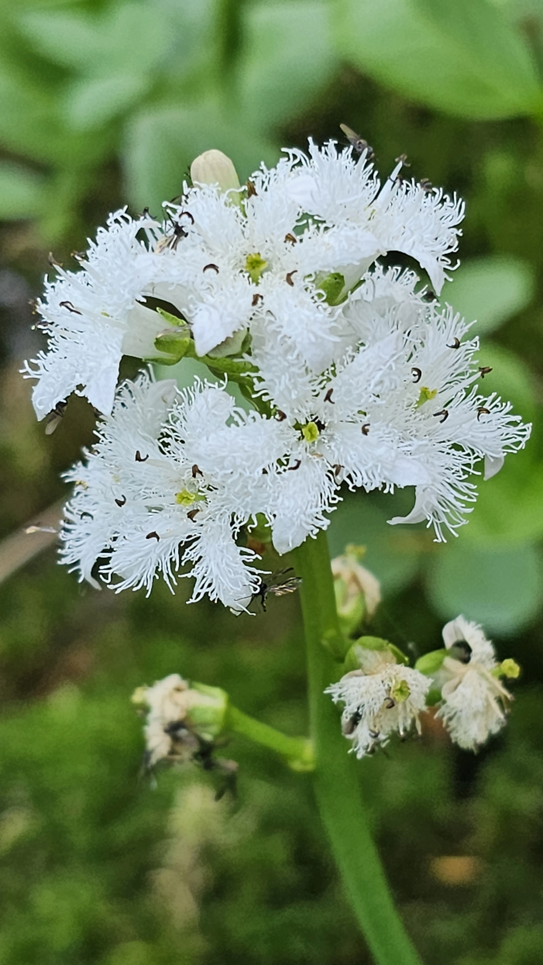 : Menyanthes trifoliata.