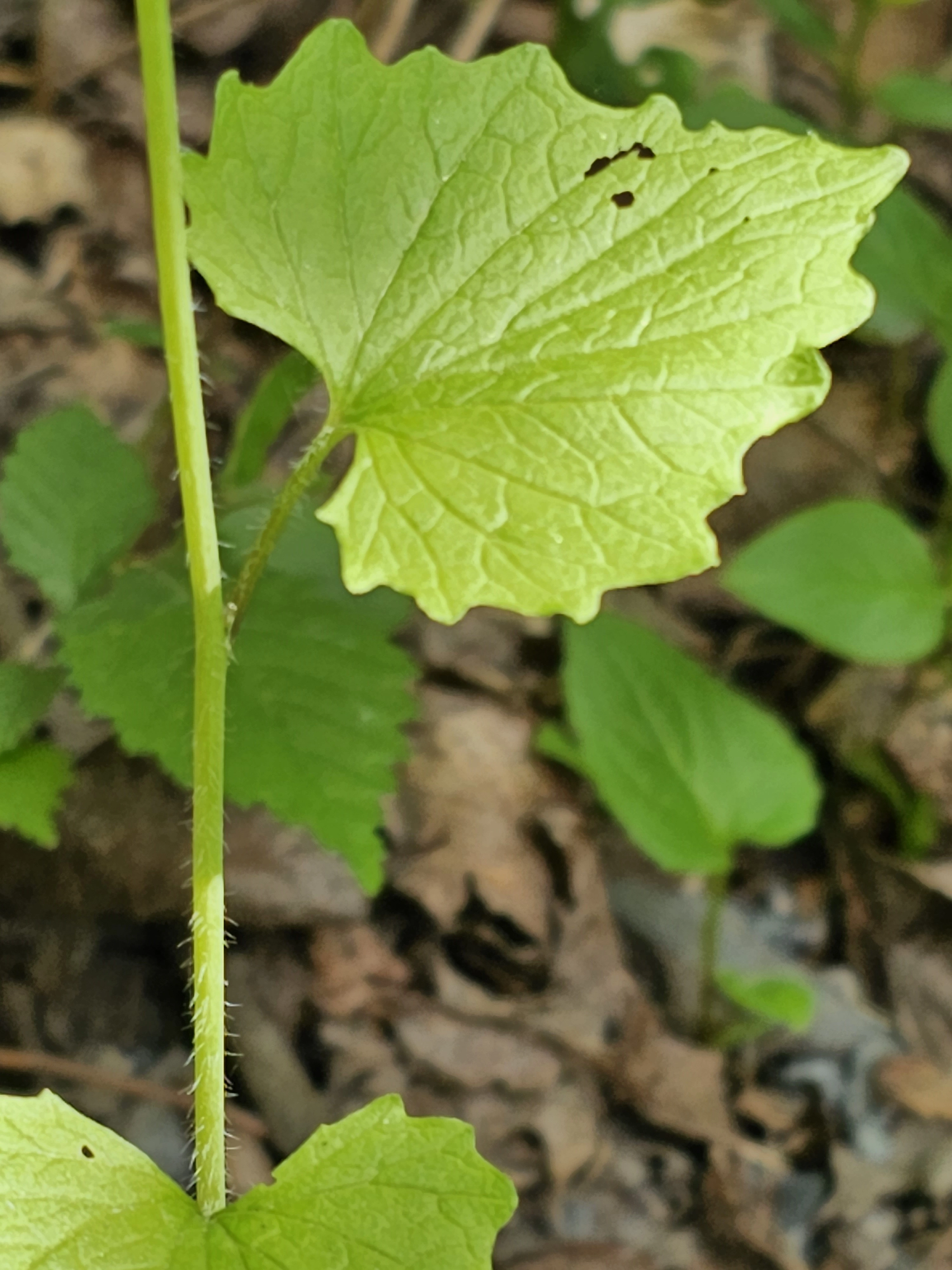 : Alliaria petiolata.