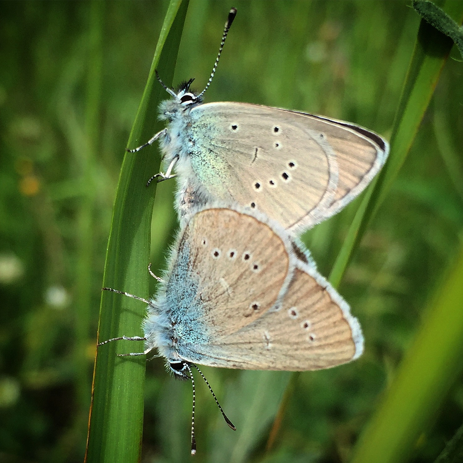 : Cyaniris semiargus.