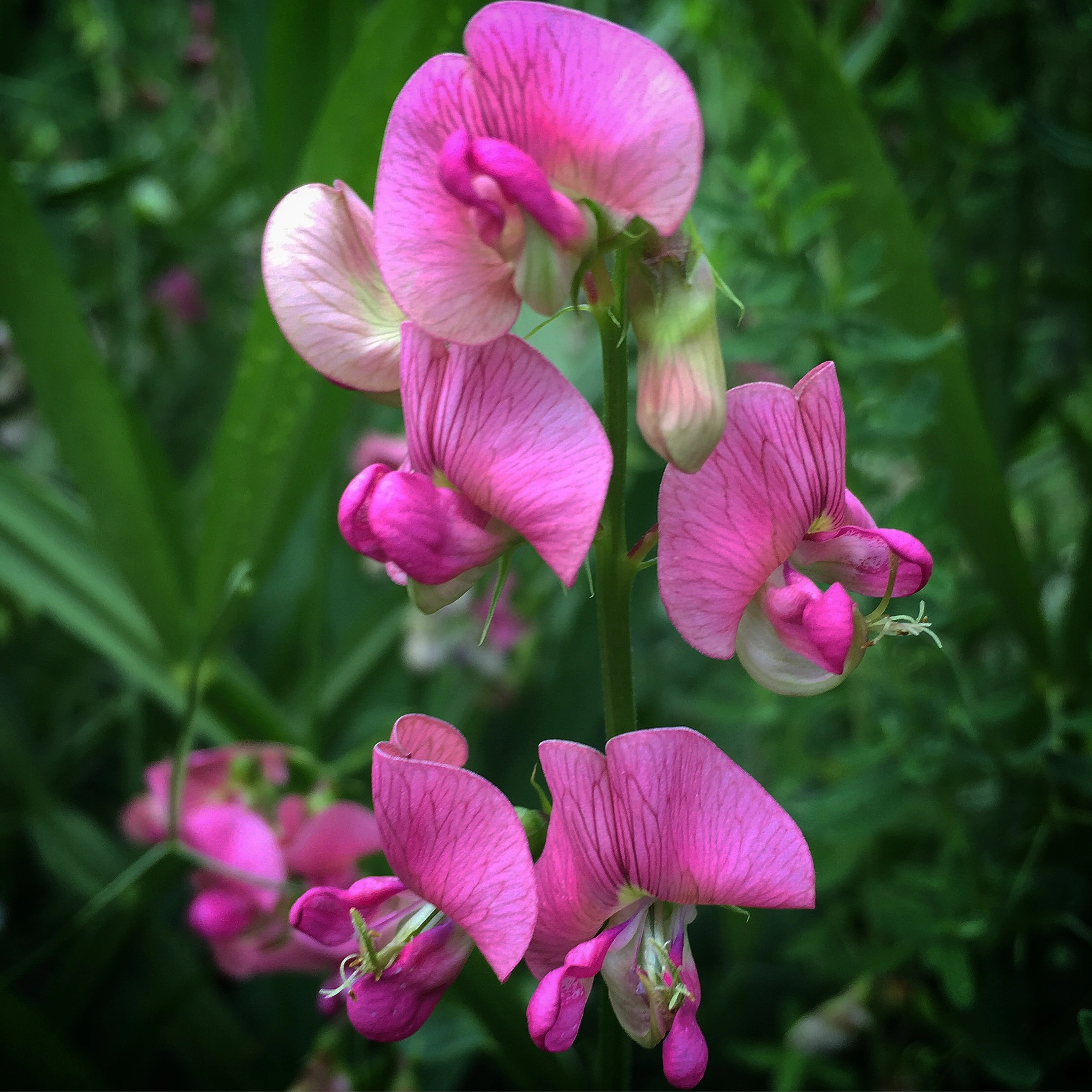 : Lathyrus sylvestris.