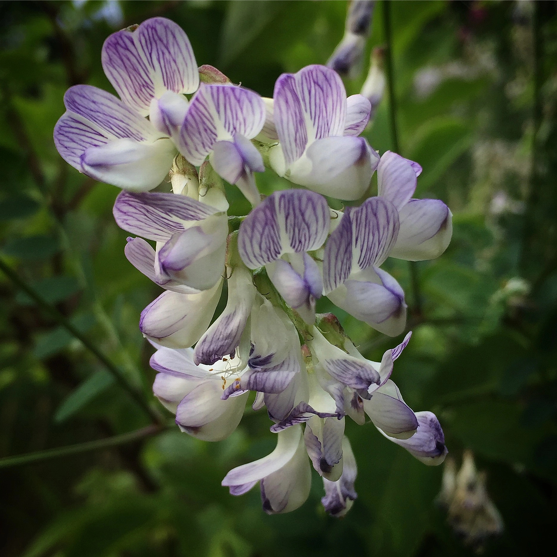 : Vicia sylvatica.