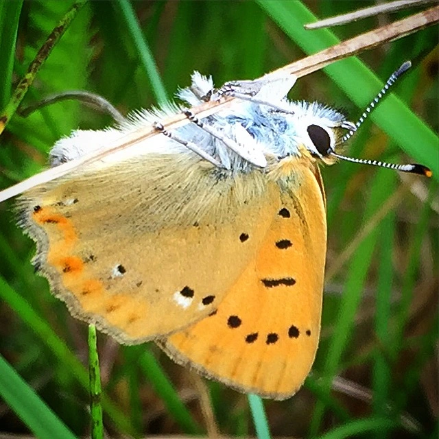 : Lycaena virgaureae.