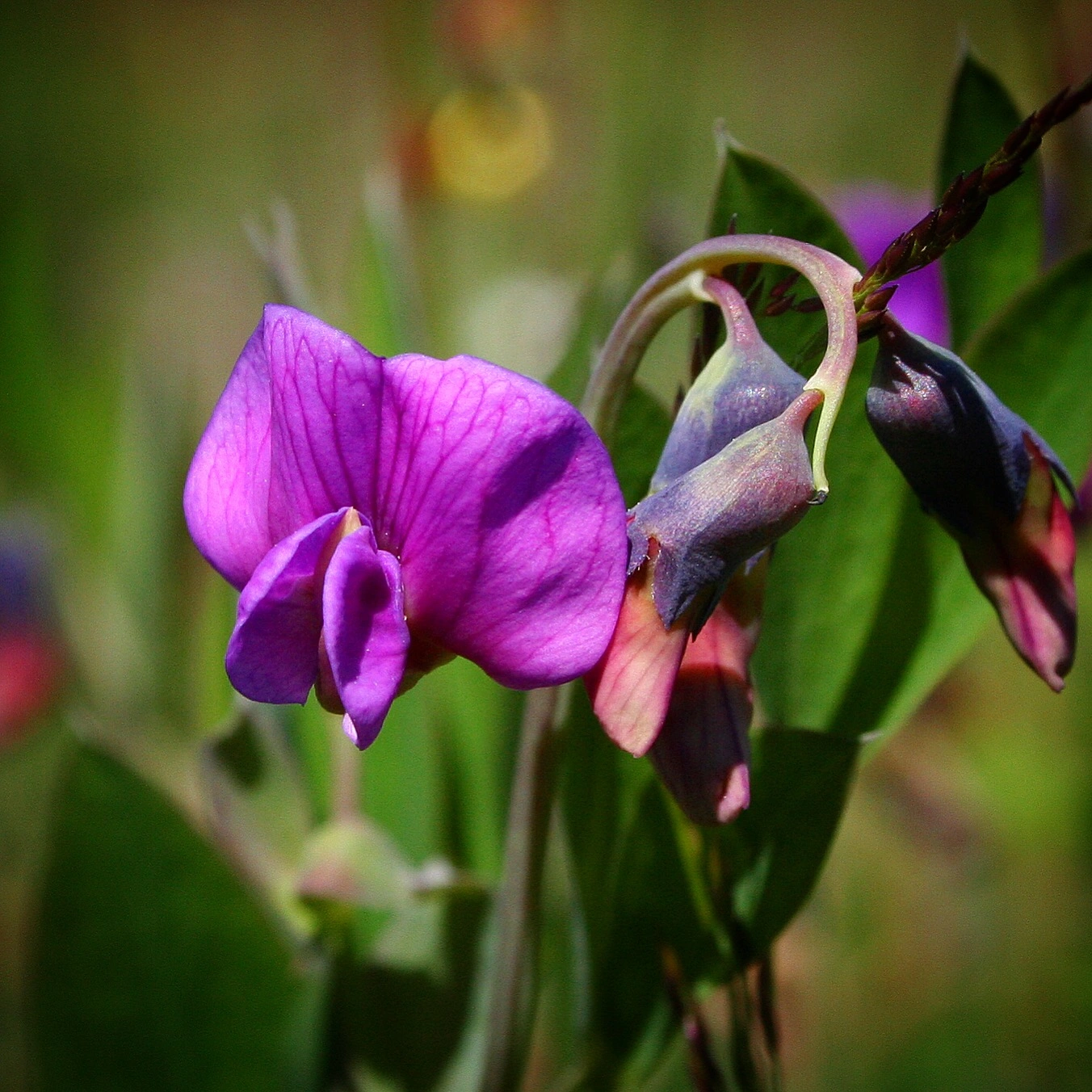 : Lathyrus linifolius.