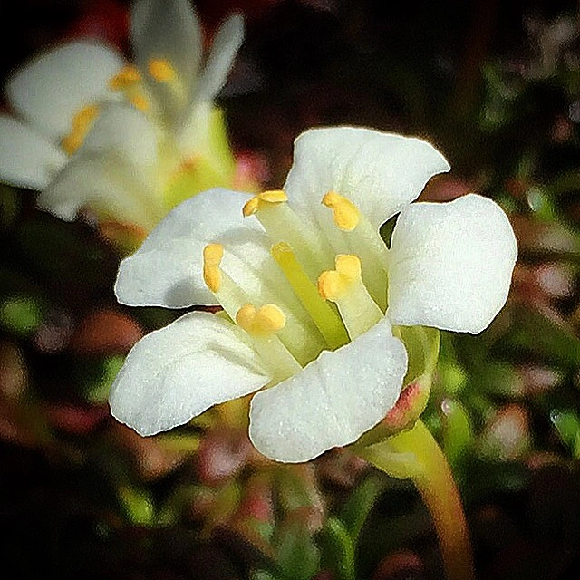 : Diapensia lapponica.