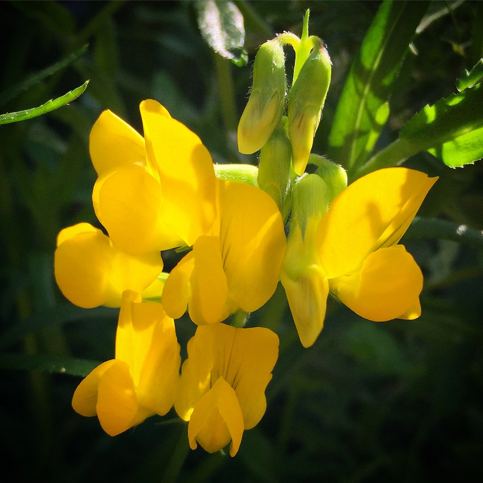 : Lathyrus pratensis.