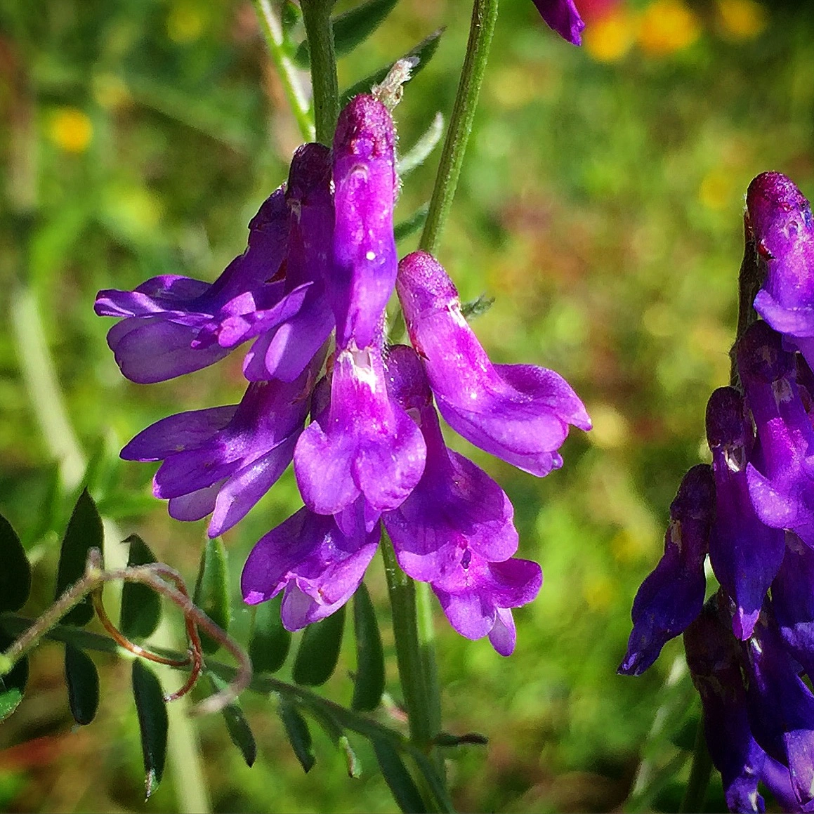 : Vicia cracca.