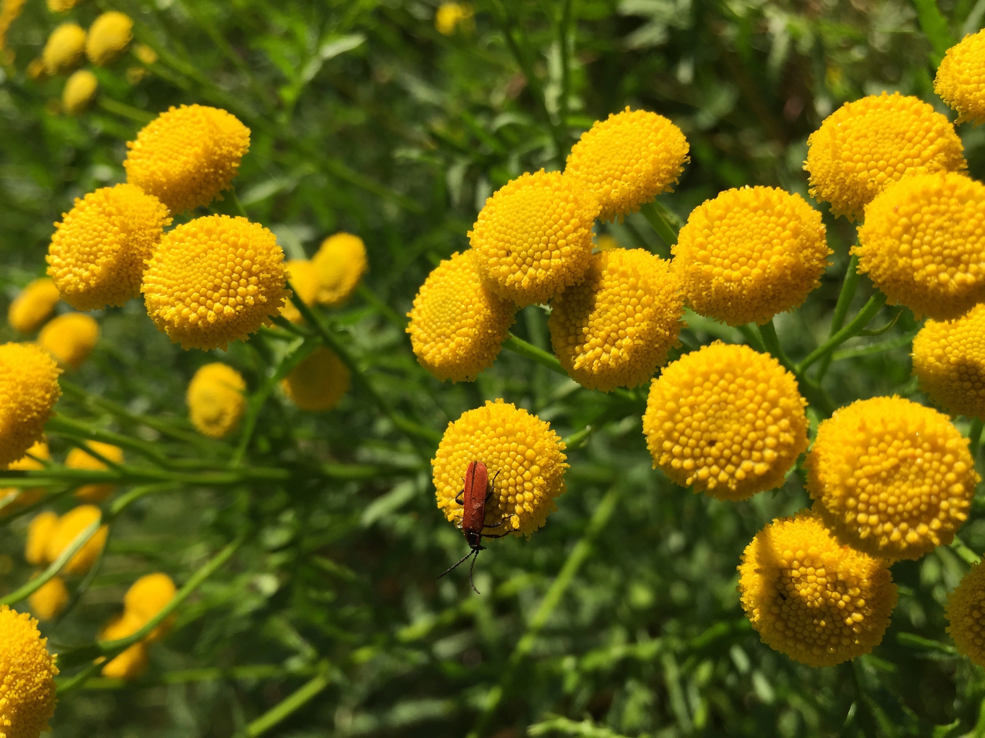 : Tanacetum vulgare.