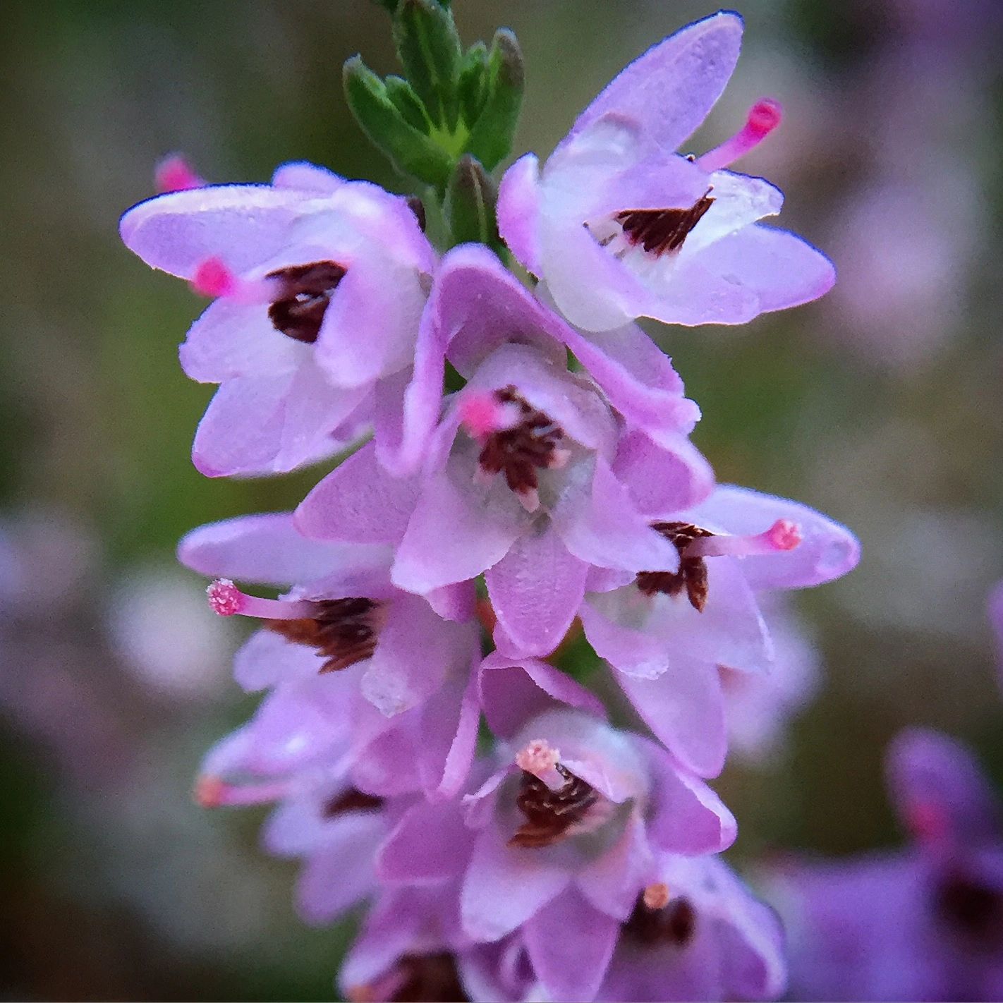 : Calluna vulgaris.