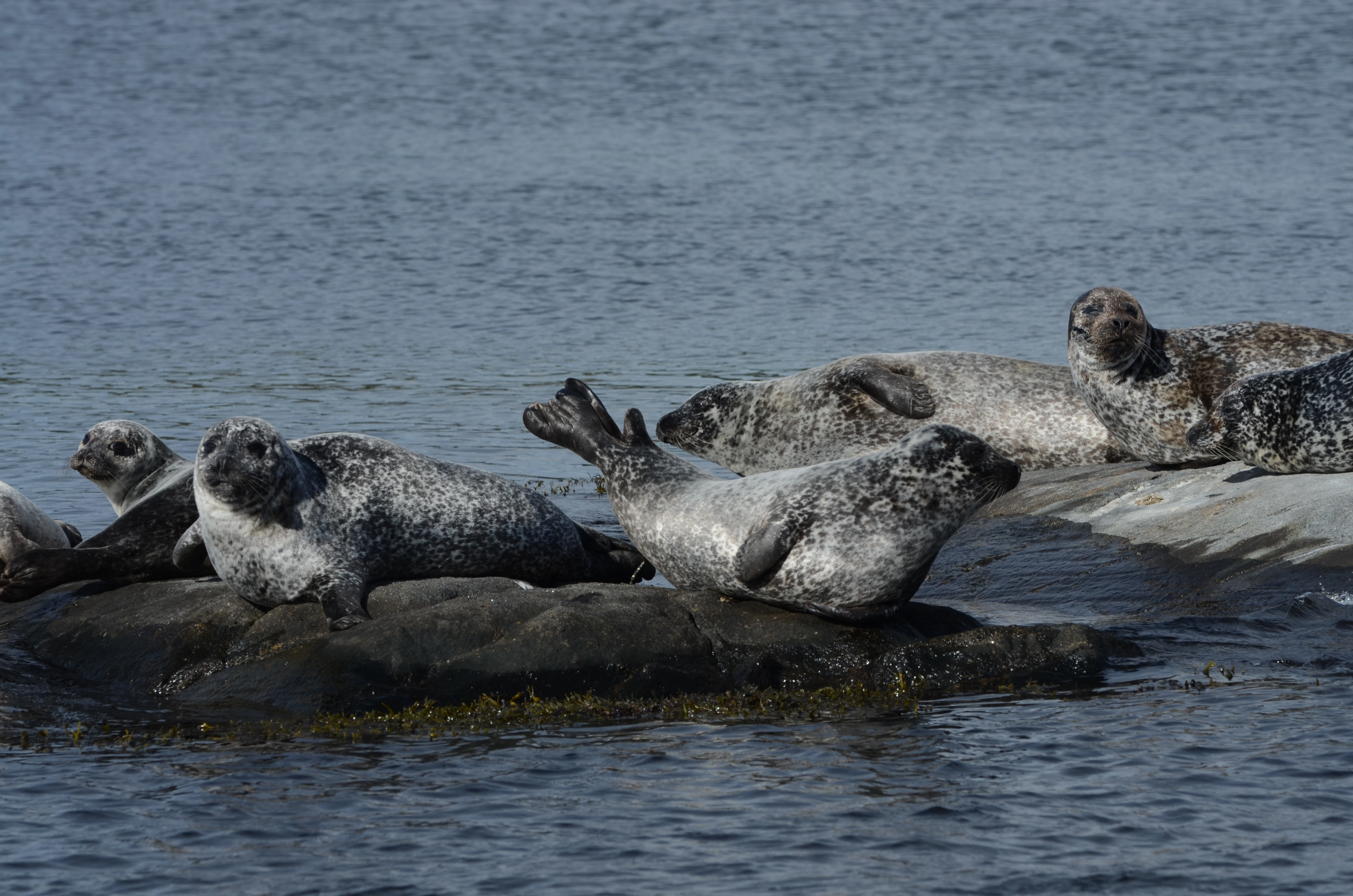 : Phoca vitulina.