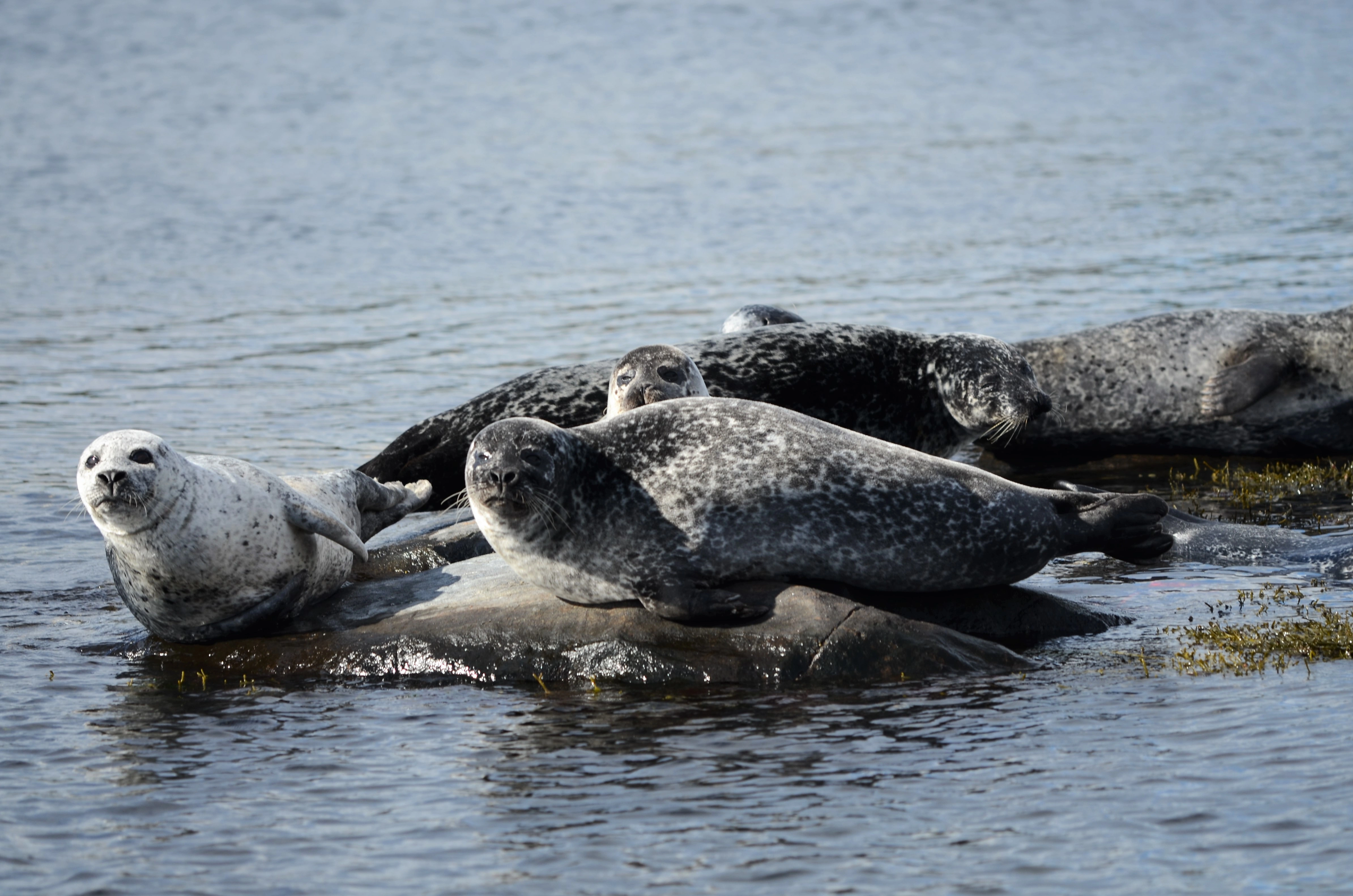 : Phoca vitulina.