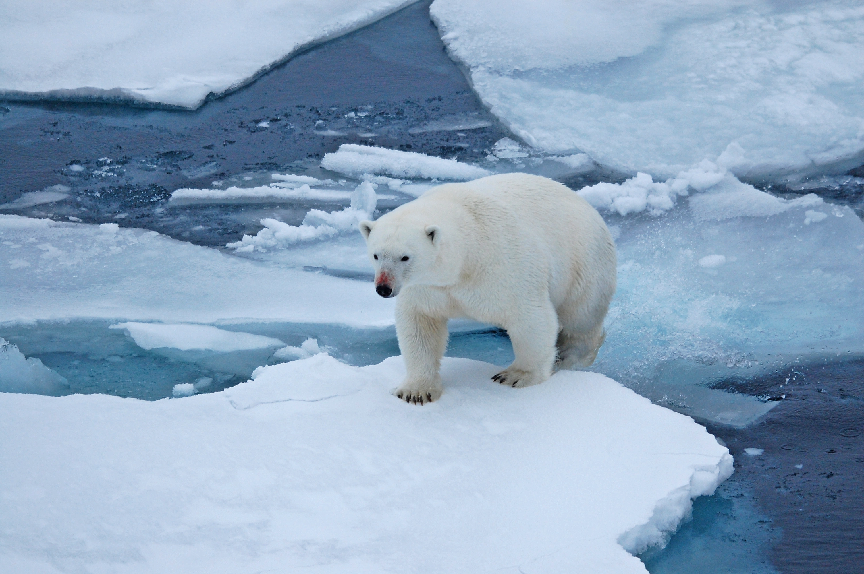 : Ursus maritimus.