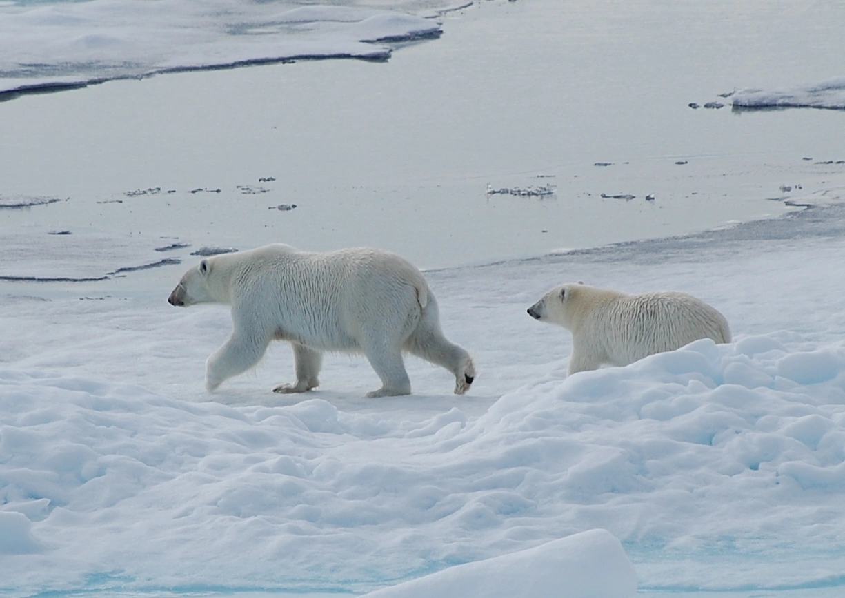 : Ursus maritimus.