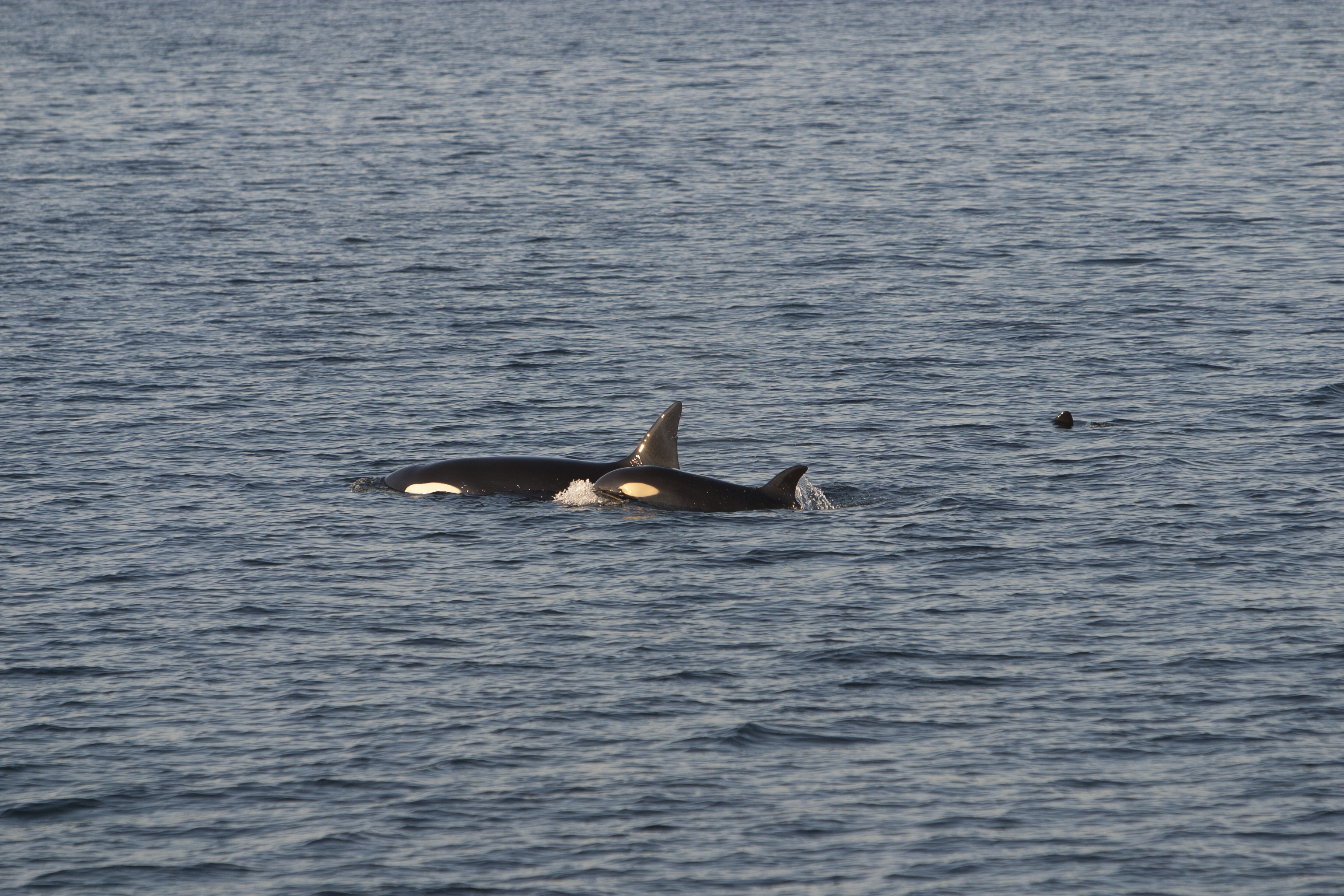 : Orcinus orca.