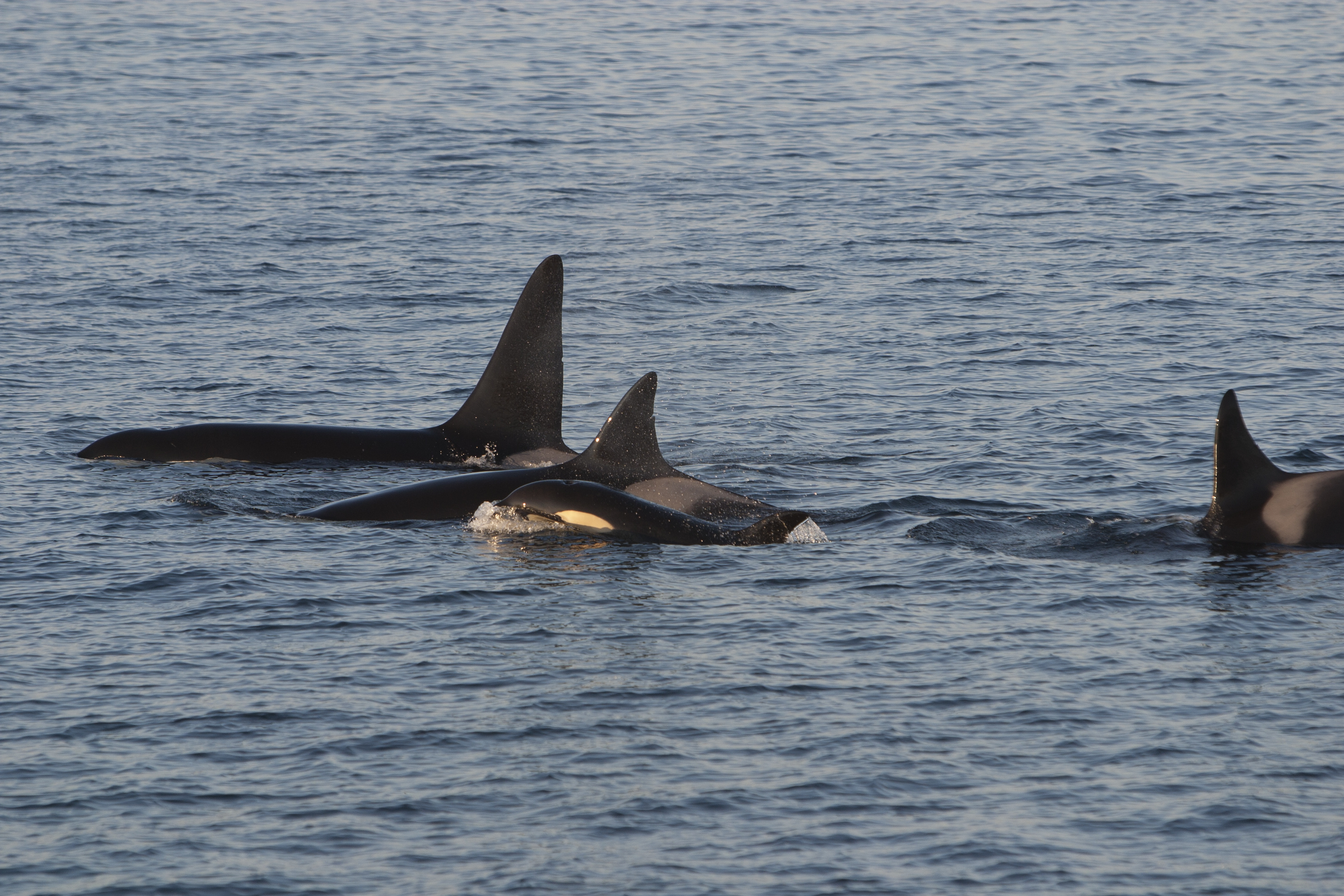 : Orcinus orca.