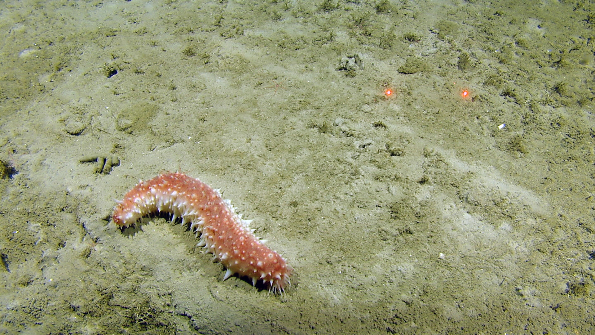 : Parastichopus tremulus.