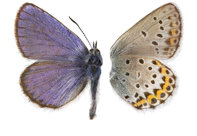 : Plebejus idas.