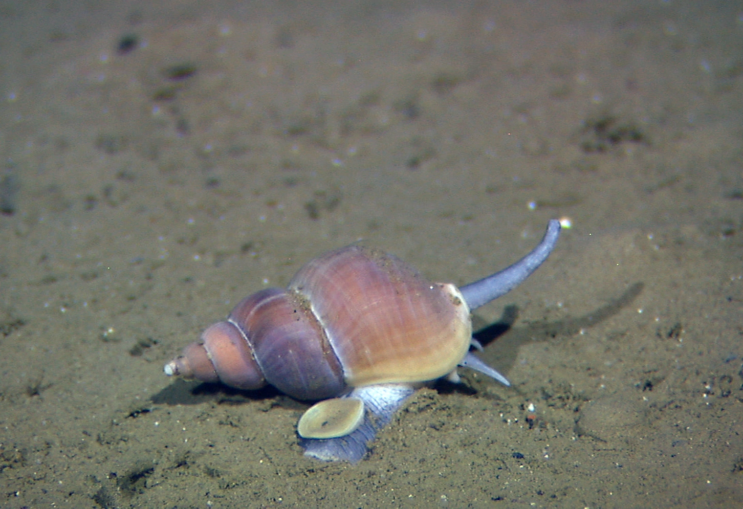 : Buccinum hydrophanum.