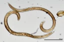 : Aporcelaimellus pycnus .