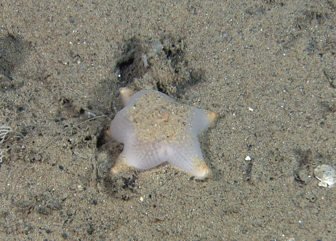 : Pteraster militaris.