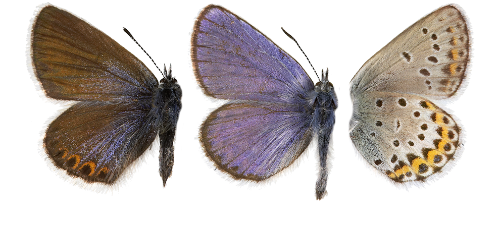 : Plebejus idas.